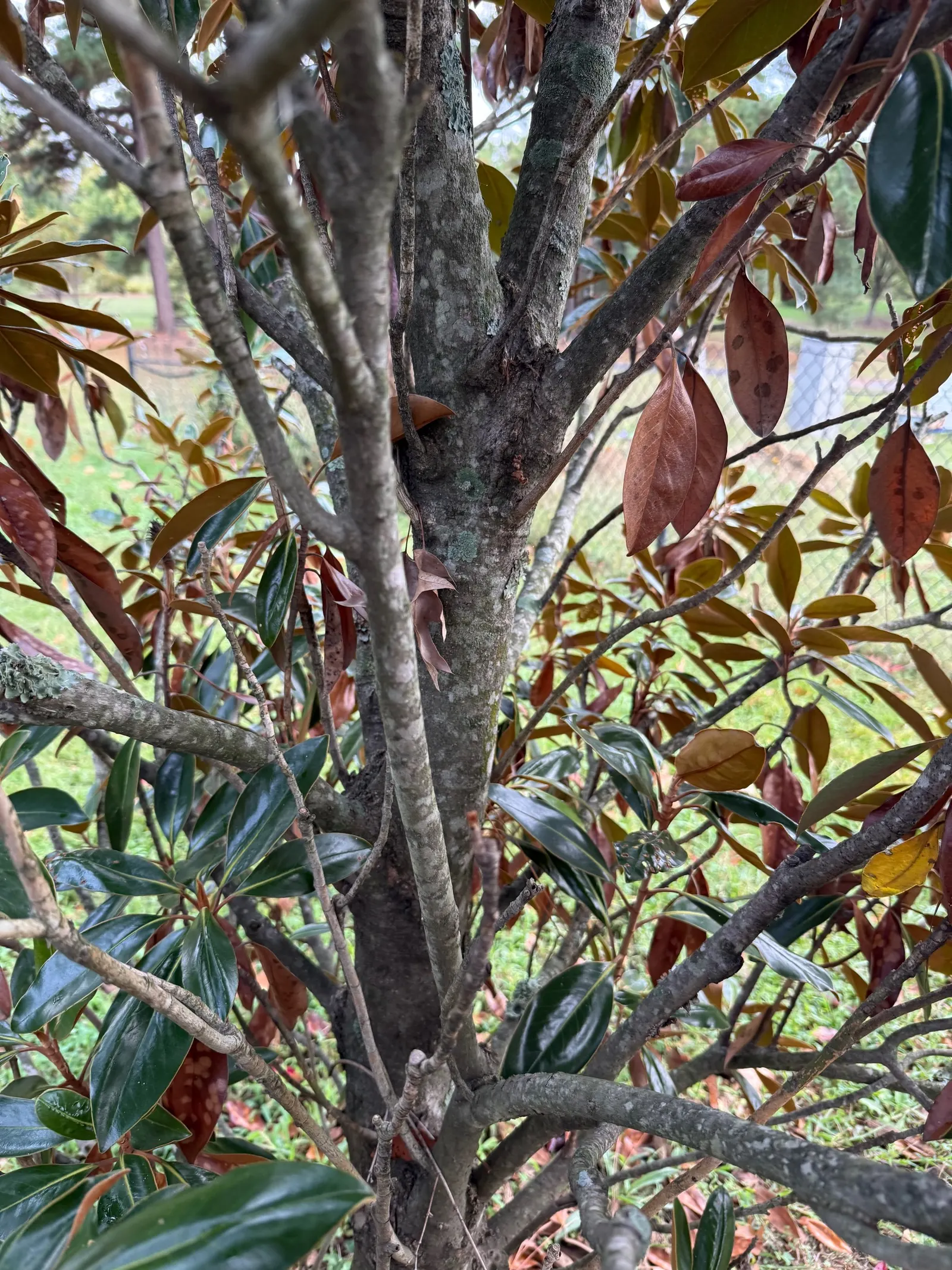 Southern Magnolia (Magnolia Grandiflora Espalier) — As an espalier, it's trained to grow flat against a structure, reaching up to 20 feet tall and, image 97