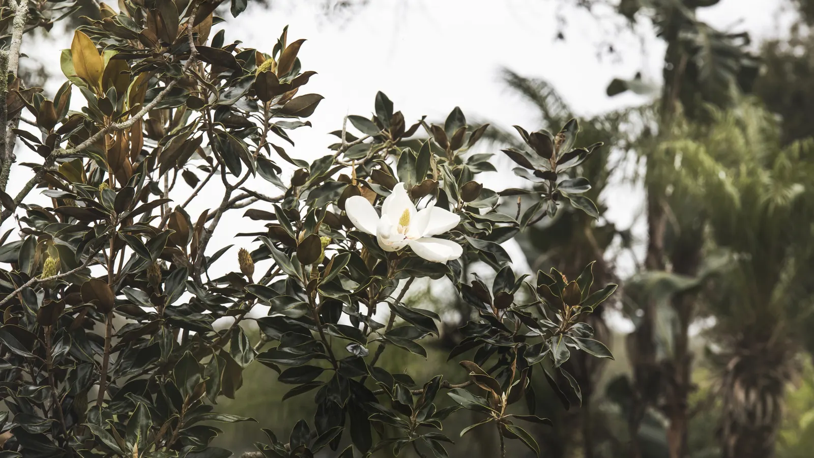 Southern Magnolia (Magnolia Grandiflora Espalier) — tree with white blooms; dark green leaves that provide a striking backdrop to its saucer-sized, image 75