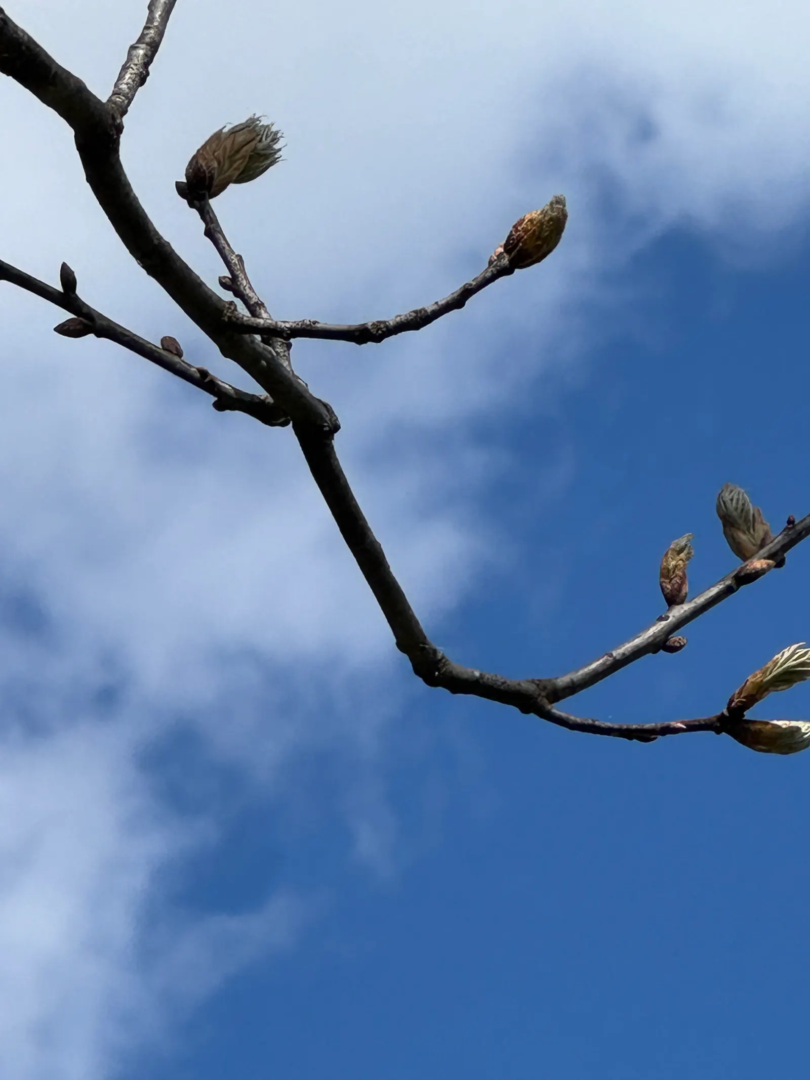 Southern Magnolia (Magnolia Grandiflora Espalier) — especially during the establishment phase and hot spells; hardy in USDA zones 7 through 10, image 92