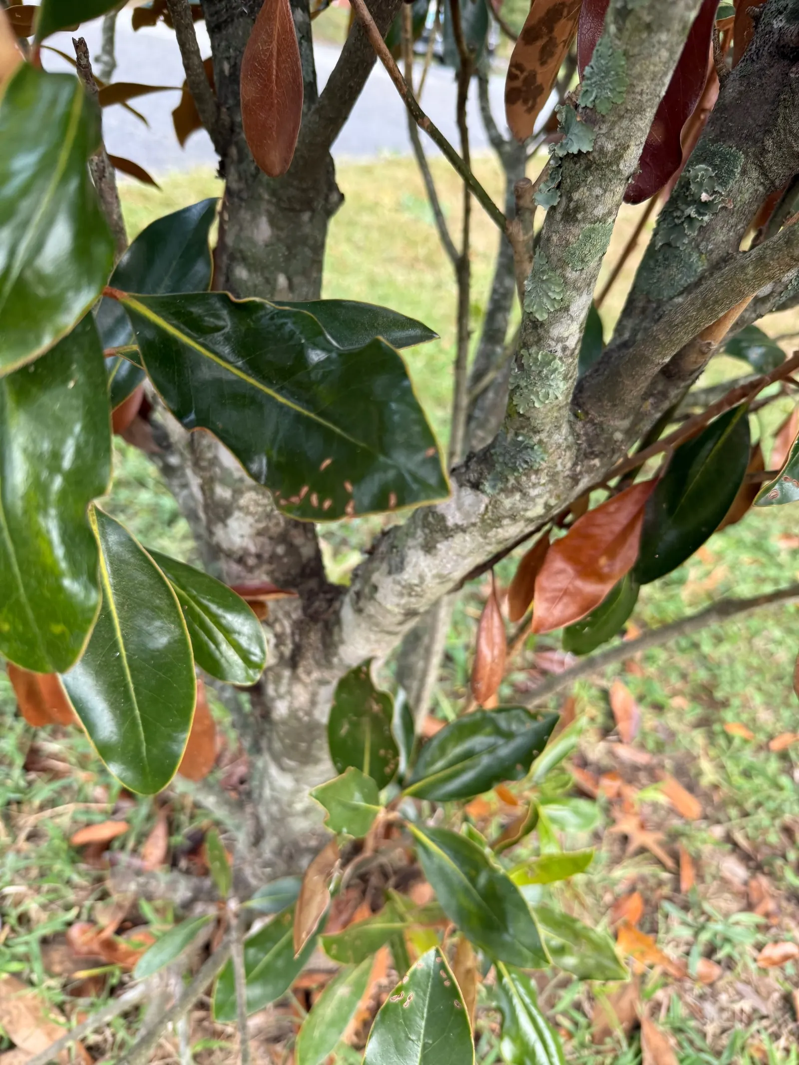 Southern Magnolia (Magnolia Grandiflora Espalier) — it is trained to grow in a flat; or Magnolia grandiflora 'Espalier', image 101
