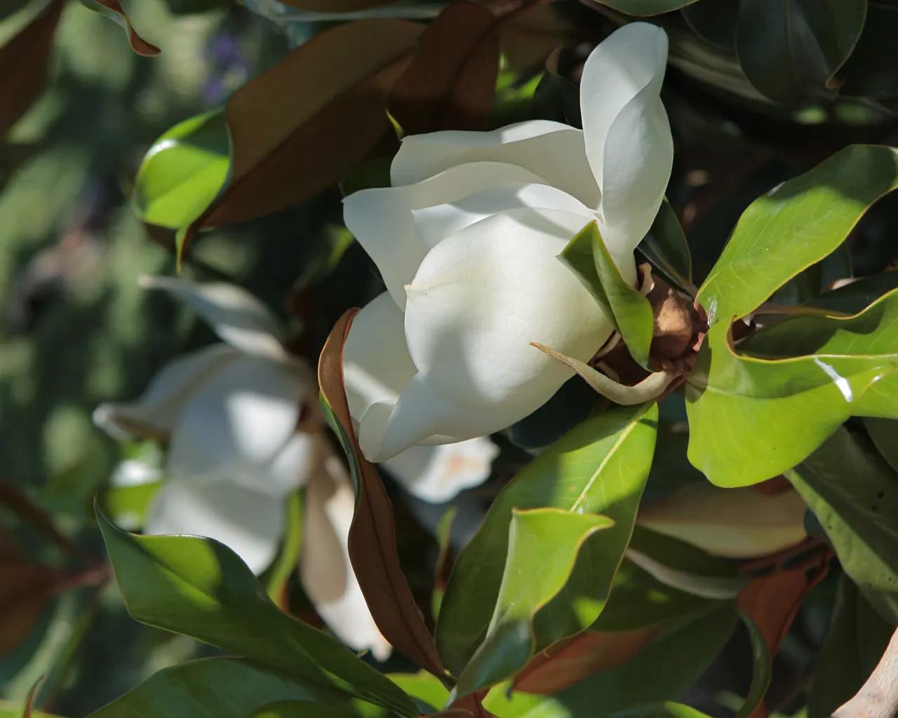 Southern Magnolia (Magnolia Grandiflora Espalier) — It thrives in zones 7-9 and prefers full sun to partial shade; tree with white blooms, image 60