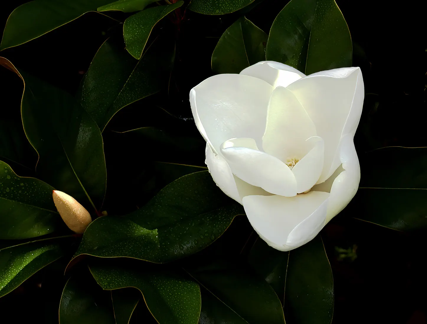 Southern Magnolia (Magnolia Grandiflora Espalier) — The flowers give off a heady, sweet scent and can be up to 12 inches in diameter; creamy white and fragrant