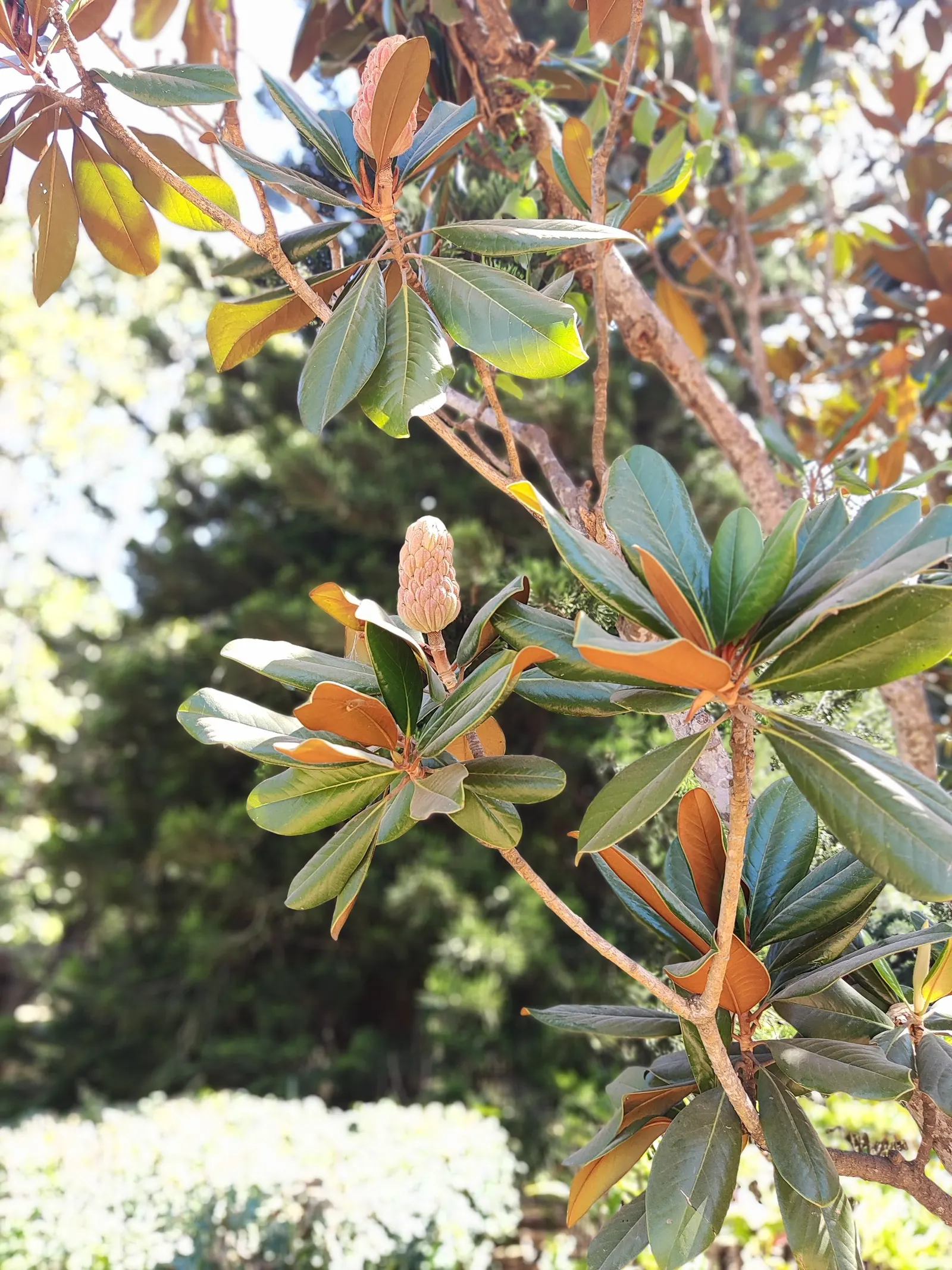 Southern Magnolia (Magnolia Grandiflora Espalier) — or Magnolia grandiflora 'Espalier'