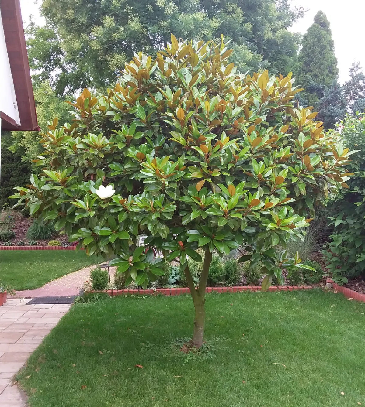 Southern Magnolia (Magnolia Grandiflora Espalier) — or Magnolia grandiflora 'Espalier'; ideal for creating a lush, vertical accent in limited, image 39