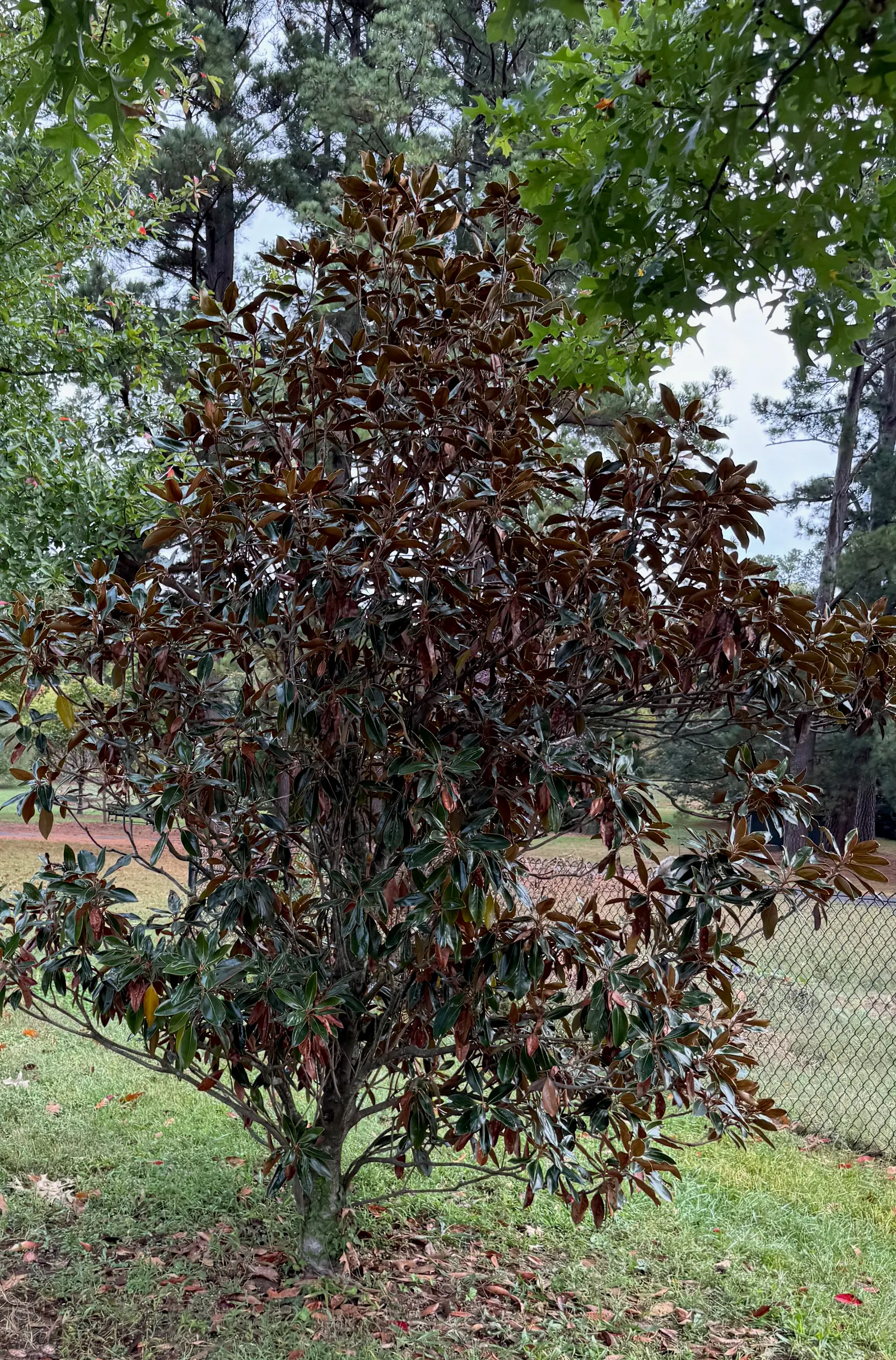 Southern Magnolia (Magnolia Grandiflora Espalier) — Hardy in USDA zones 7 through 10; tree for full or half