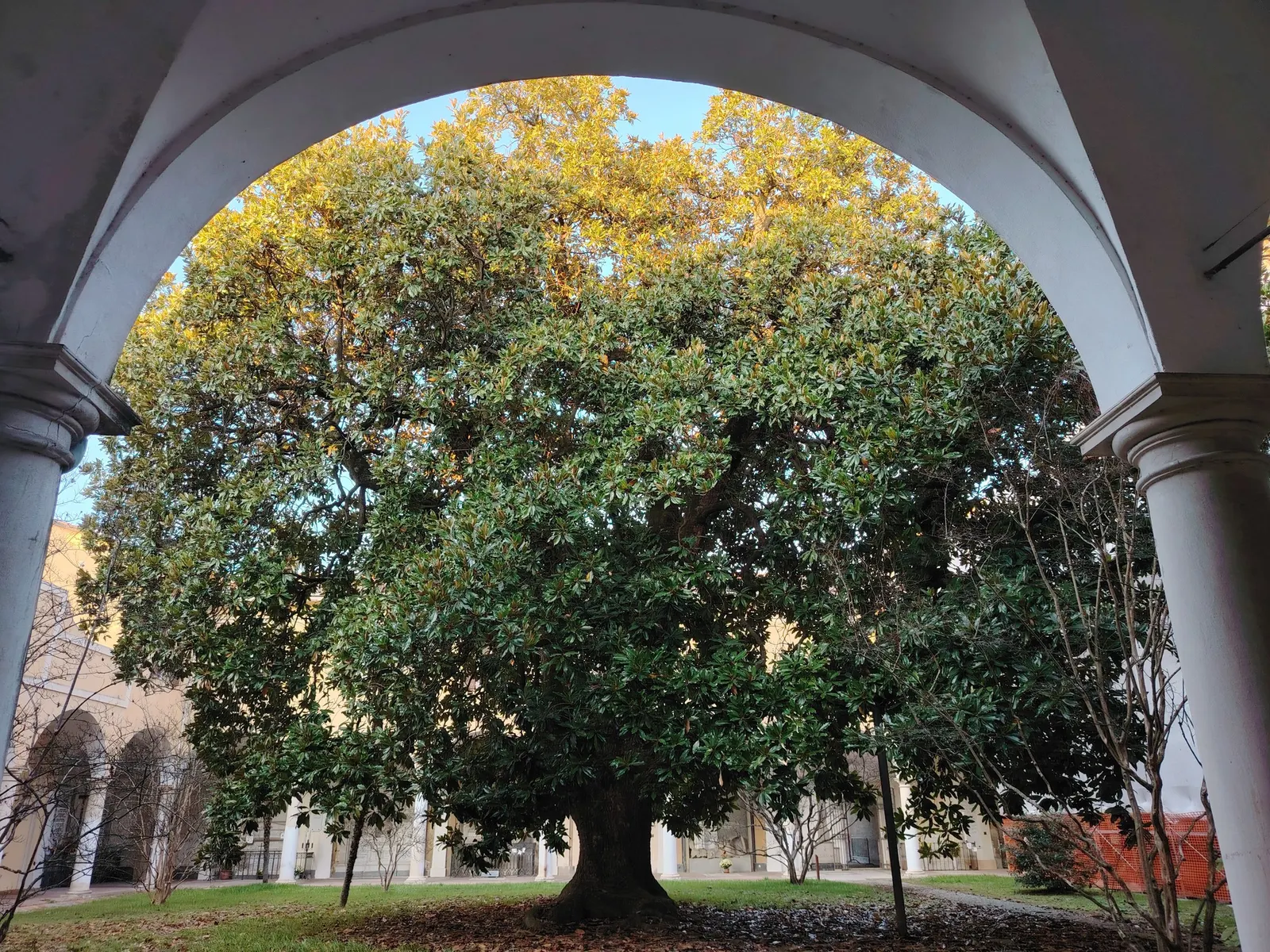 Southern Magnolia (Magnolia Grandiflora Espalier) — especially during the establishment phase and hot spells; hardy in USDA zones 7 through 10, image 54