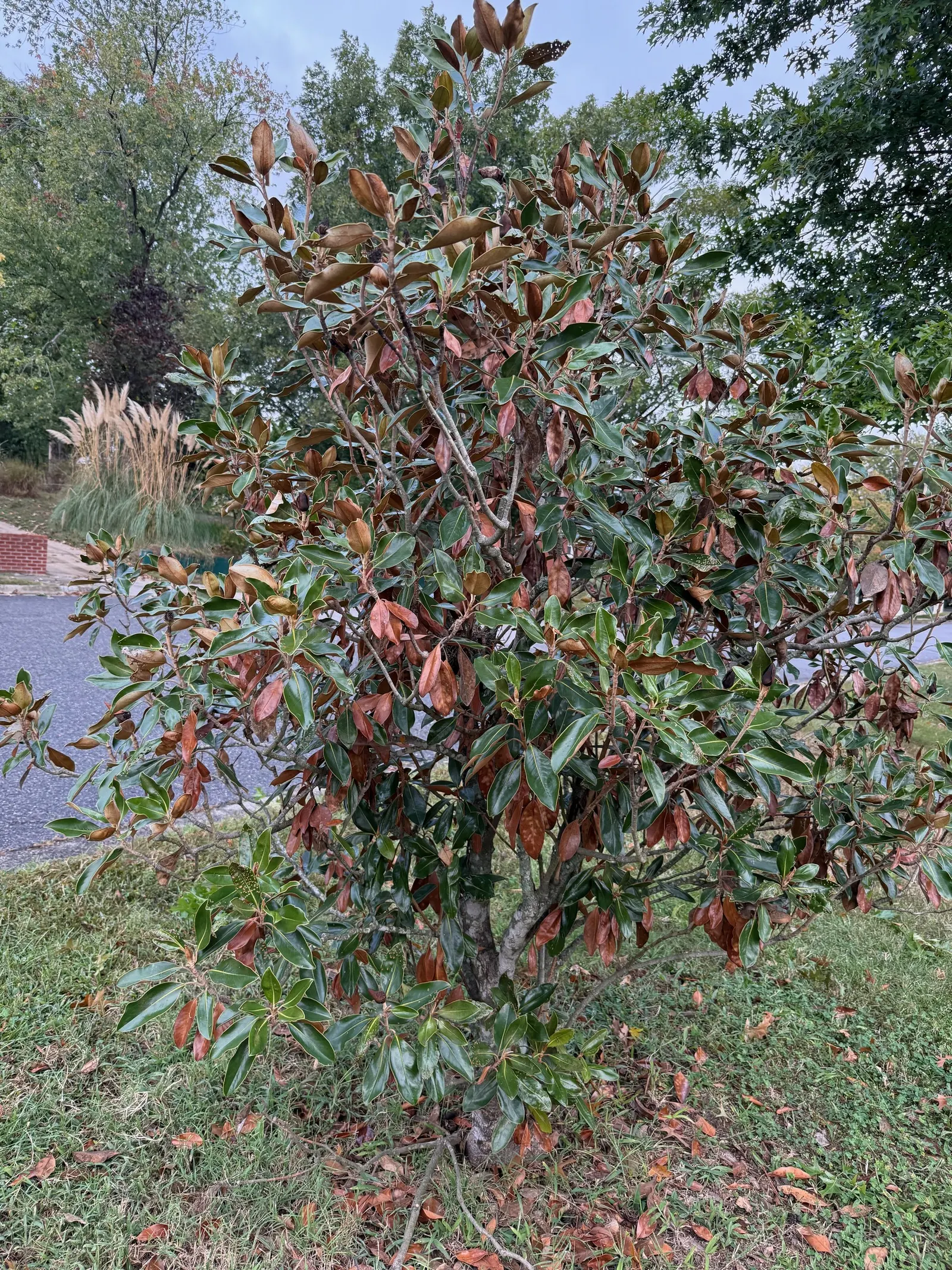 Southern Magnolia (Magnolia Grandiflora Espalier) — tree for full or half; especially during the establishment phase and hot spells, image 95