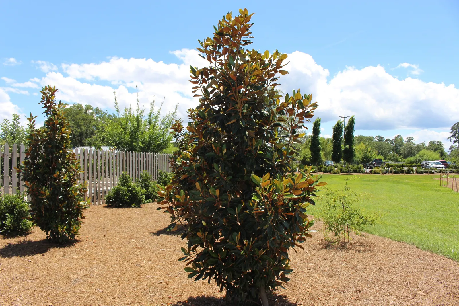 Southern Magnolia (Magnolia Grandiflora Espalier) — white flowers in the garden; as an espalier, it's trained to grow flat against a structure, image 93