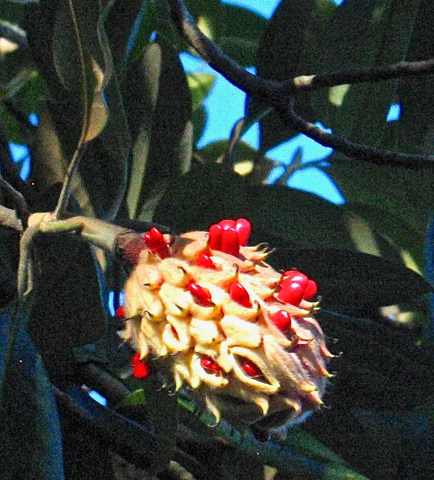 Southern Magnolia (Magnolia Grandiflora Espalier) — it is trained to grow in a flat; or Magnolia grandiflora 'Espalier'