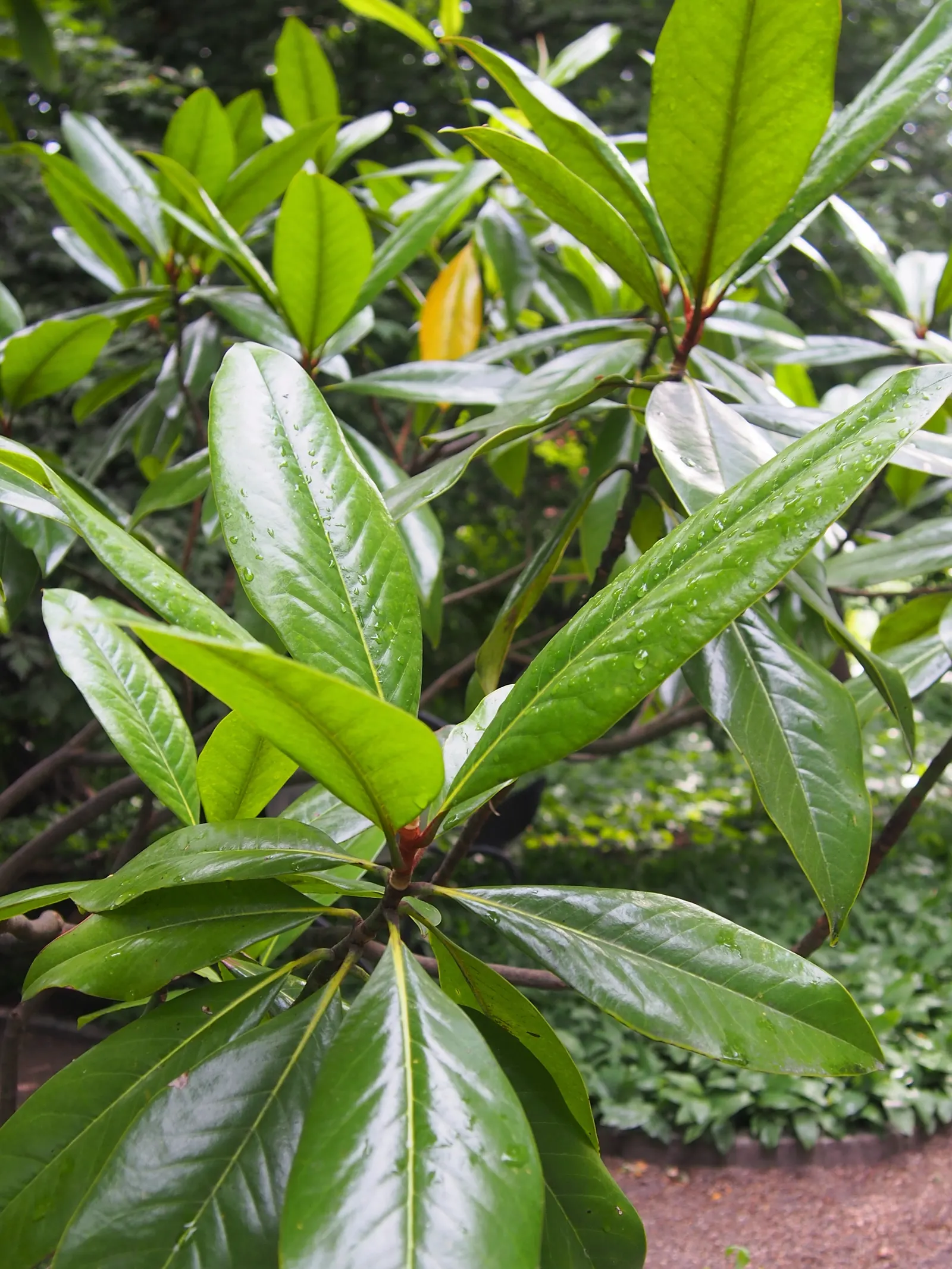 Southern Magnolia (Magnolia Grandiflora Espalier) — The flowers give off a heady, sweet scent and can be up to 12 inches in diameter
