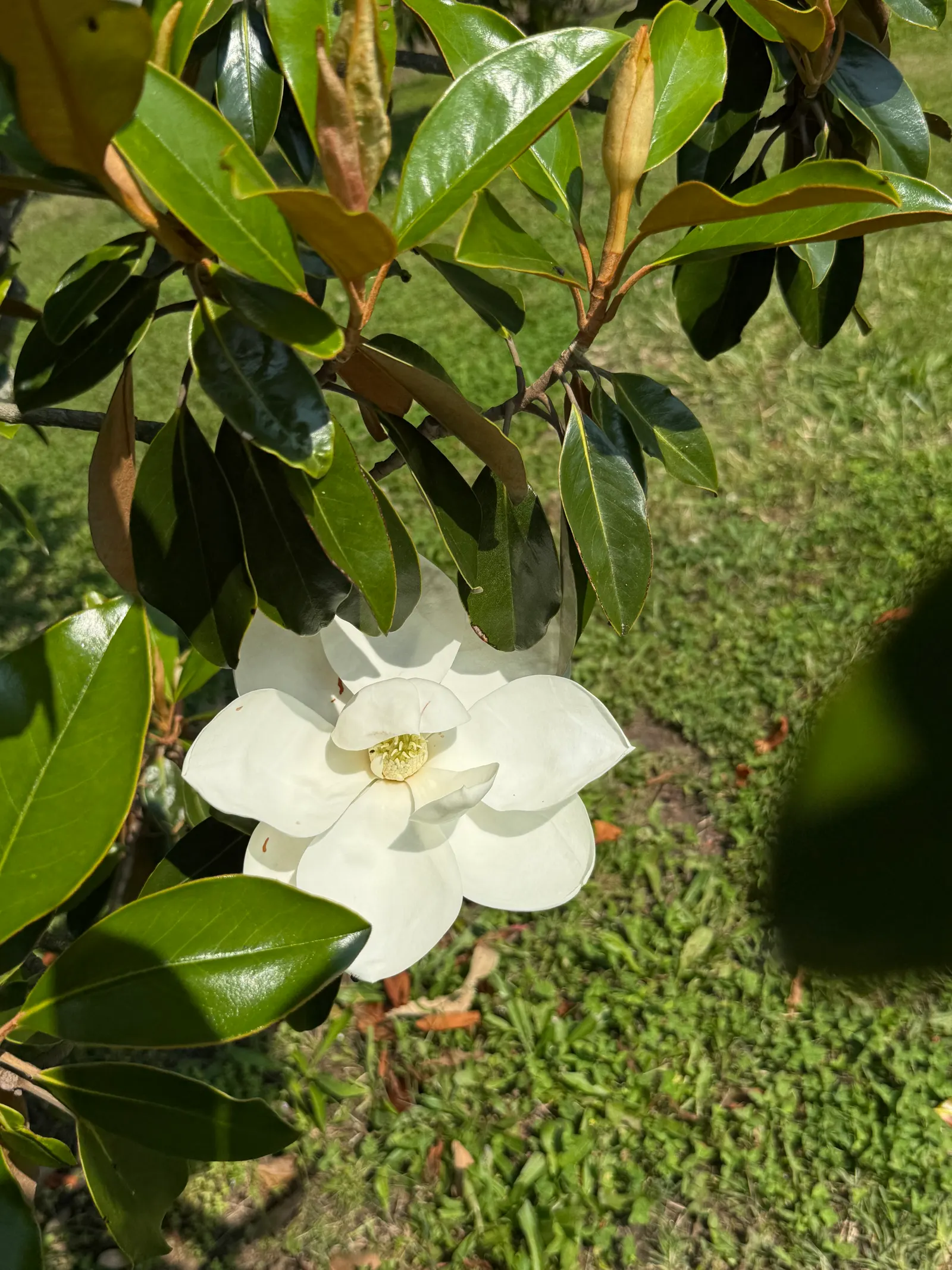 Southern Magnolia (Magnolia Grandiflora Espalier) — Hardy in USDA zones 7 through 10; tree for full or half, image 71