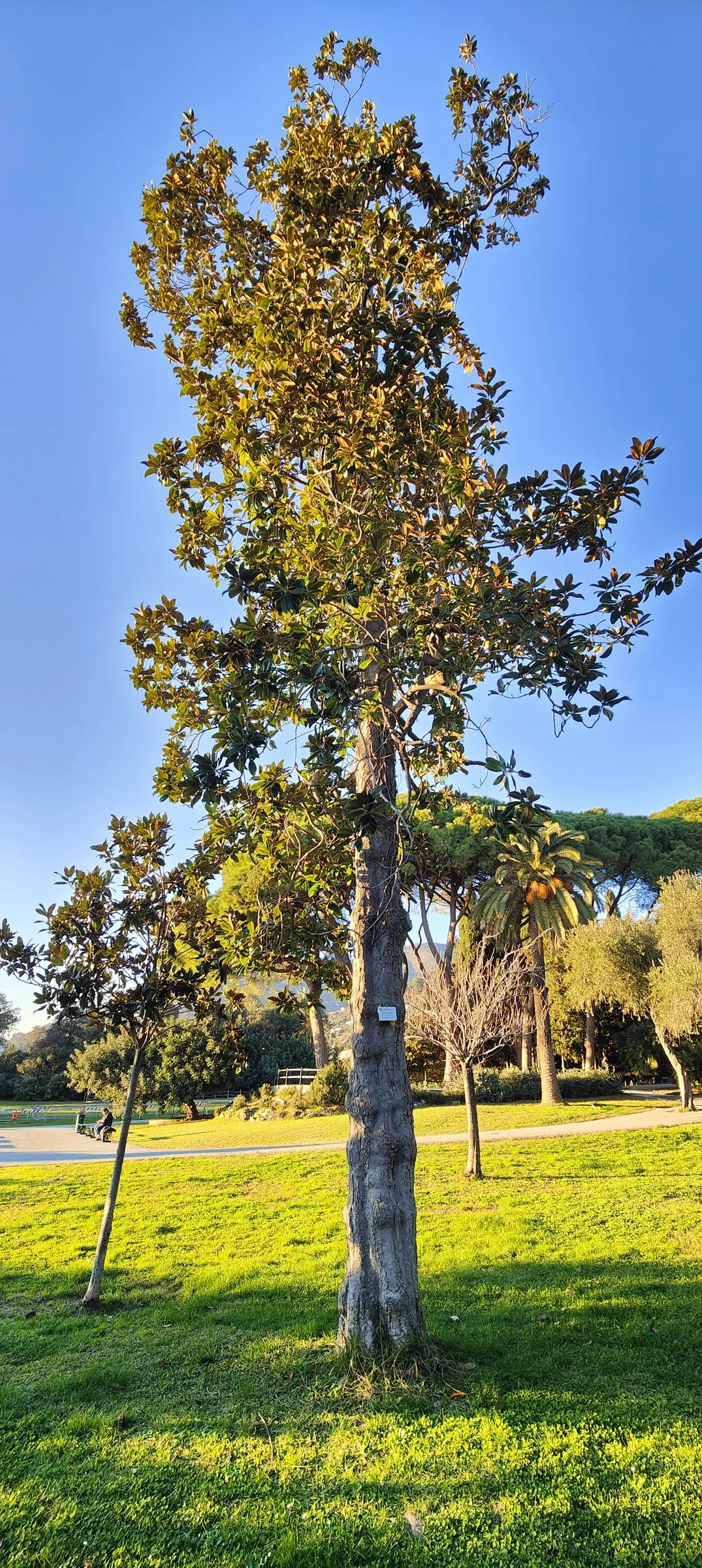 Southern Magnolia (Magnolia Grandiflora Espalier) — Hardy in USDA zones 7 through 10; tree for full or half, image 52