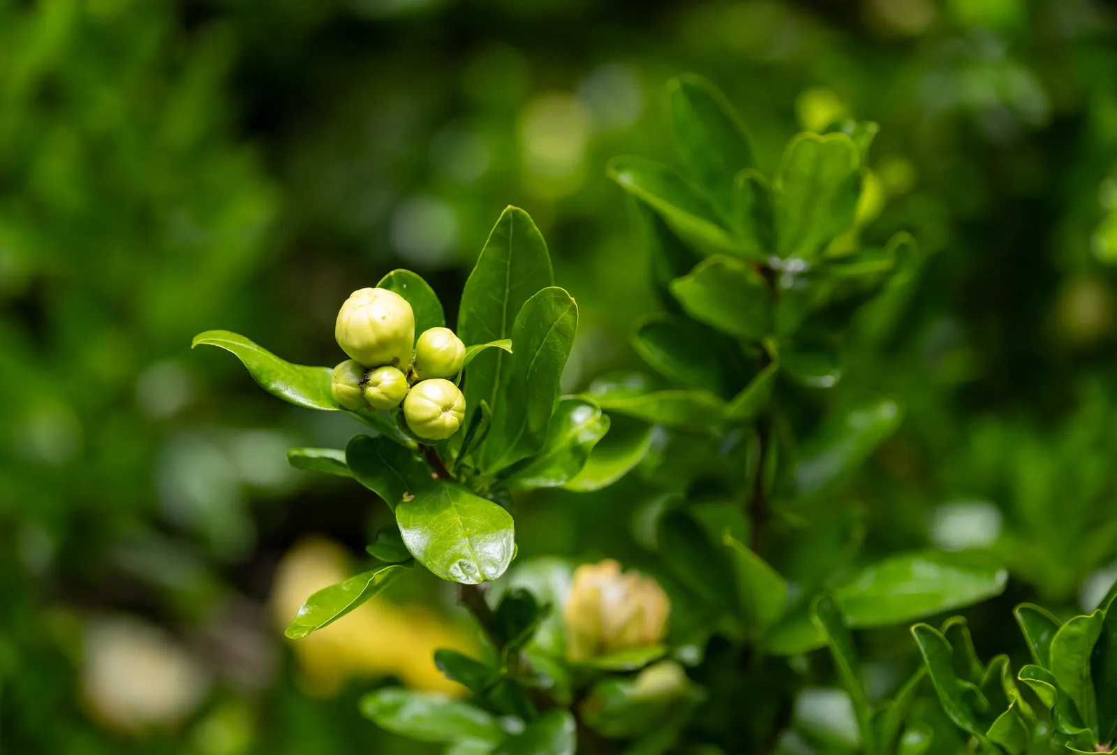 Southern Magnolia (Magnolia Grandiflora Espalier) — The flowers give off a heady, sweet scent and can be up to 12 inches in diameter; creamy white, image 69