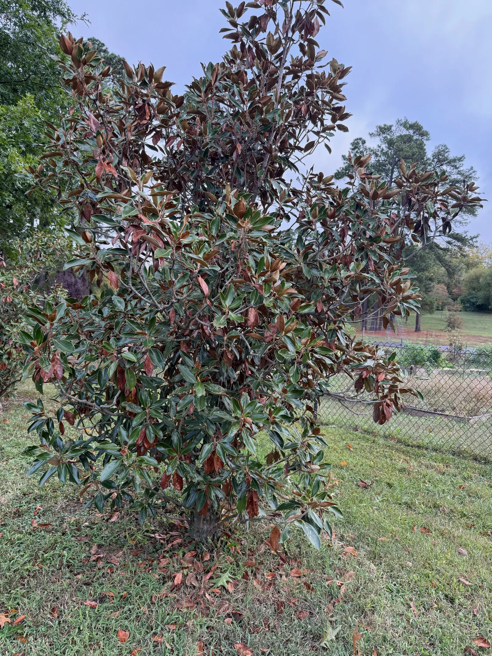 Southern Magnolia (Magnolia Grandiflora Espalier) — It thrives in zones 7-9 and prefers full sun to partial shade; tree with white blooms, image 79