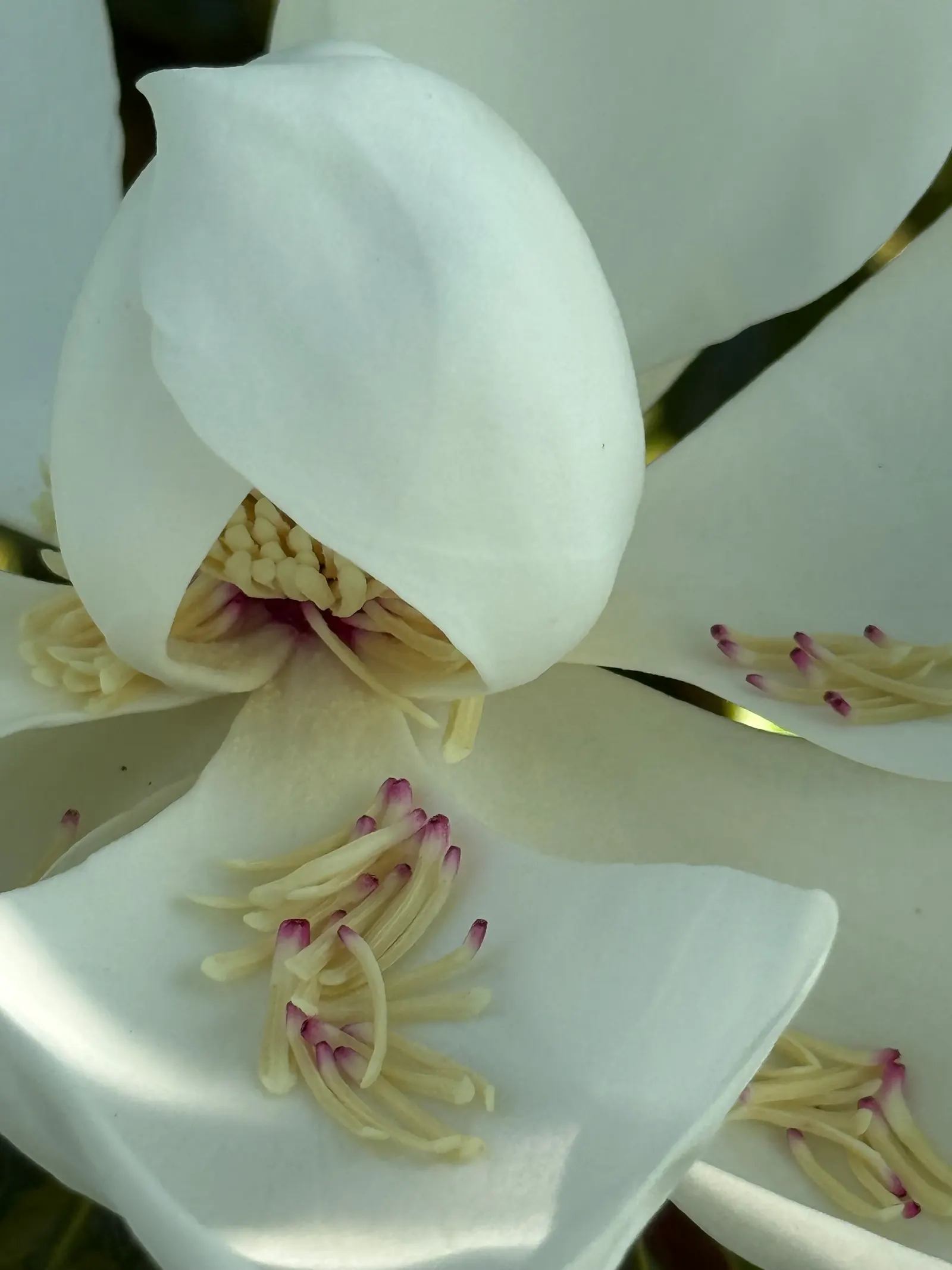 Southern Magnolia (Magnolia Grandiflora Espalier) — with a spread of 6 to 10 feet; this architectural plant features glossy, image 102
