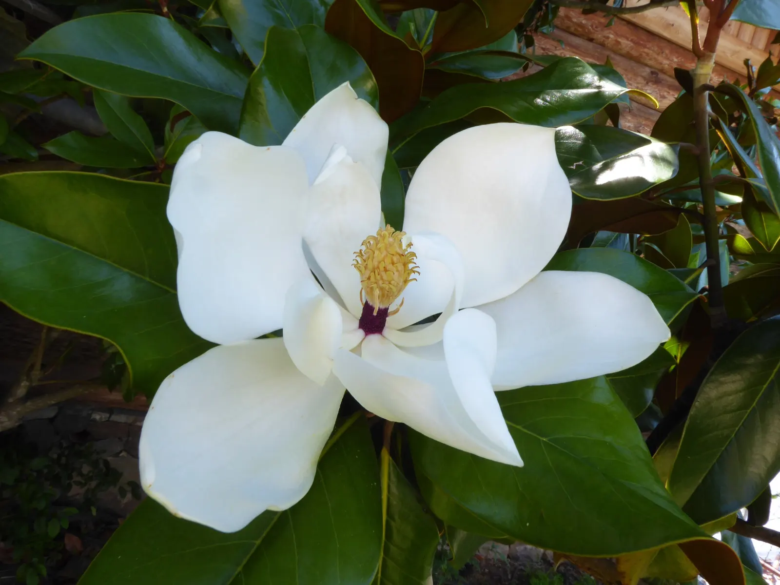 Southern Magnolia (Magnolia Grandiflora Espalier) — with each blossom lasting for about a week; white flowers in the garden, image 68