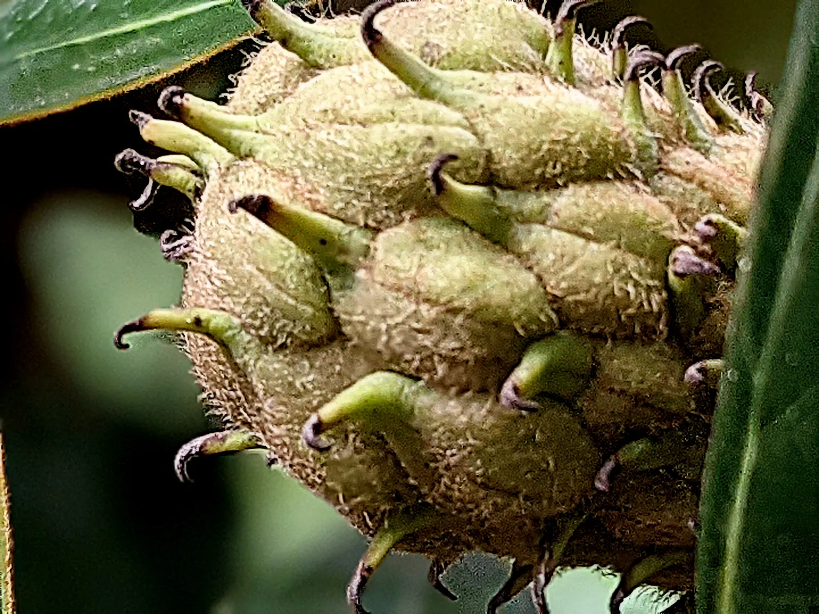 Southern Magnolia (Magnolia Grandiflora Espalier) — tree with white blooms; dark green leaves that provide a striking backdrop to its saucer-sized flowers