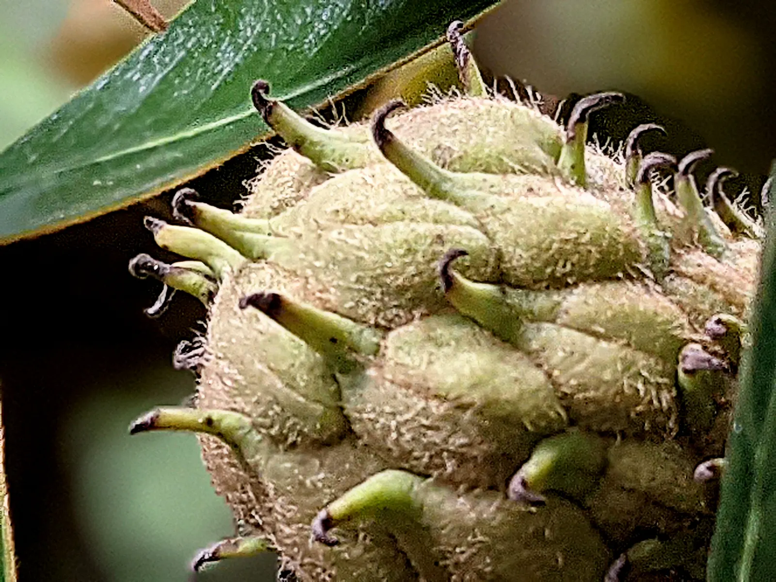 Southern Magnolia (Magnolia Grandiflora Espalier) — Ideal for creating a lush, vertical accent in limited spaces with well-draining, acidic soil, image 61