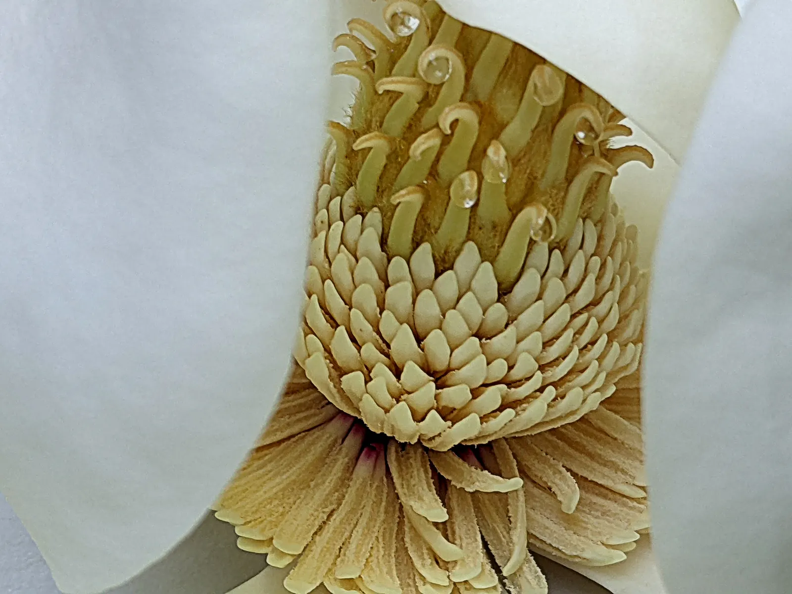 Southern Magnolia (Magnolia Grandiflora Espalier) — Hardy in USDA zones 7 through 10; tree for full or half, image 90
