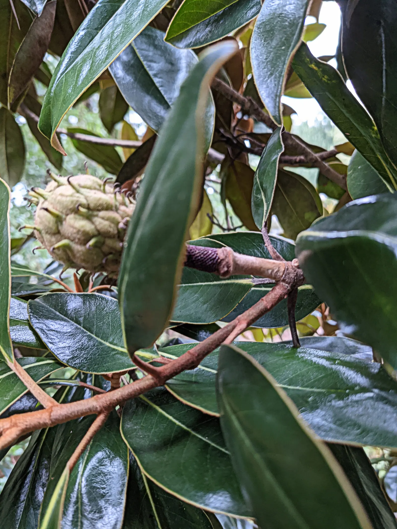 Southern Magnolia (Magnolia Grandiflora Espalier) — especially during the establishment phase and hot spells