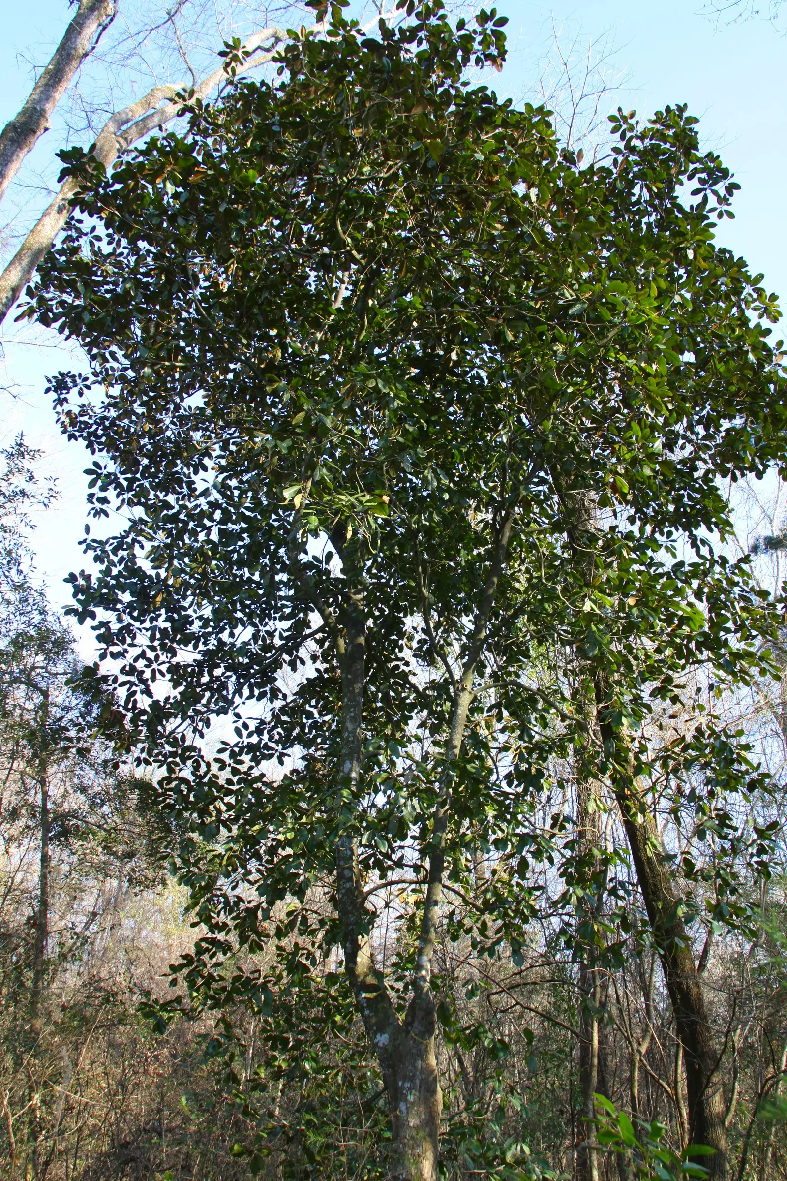 Southern Magnolia (Magnolia Grandiflora Espalier) — As an espalier, it's trained to grow flat against a structure, reaching up to 20 feet tall and, image 40