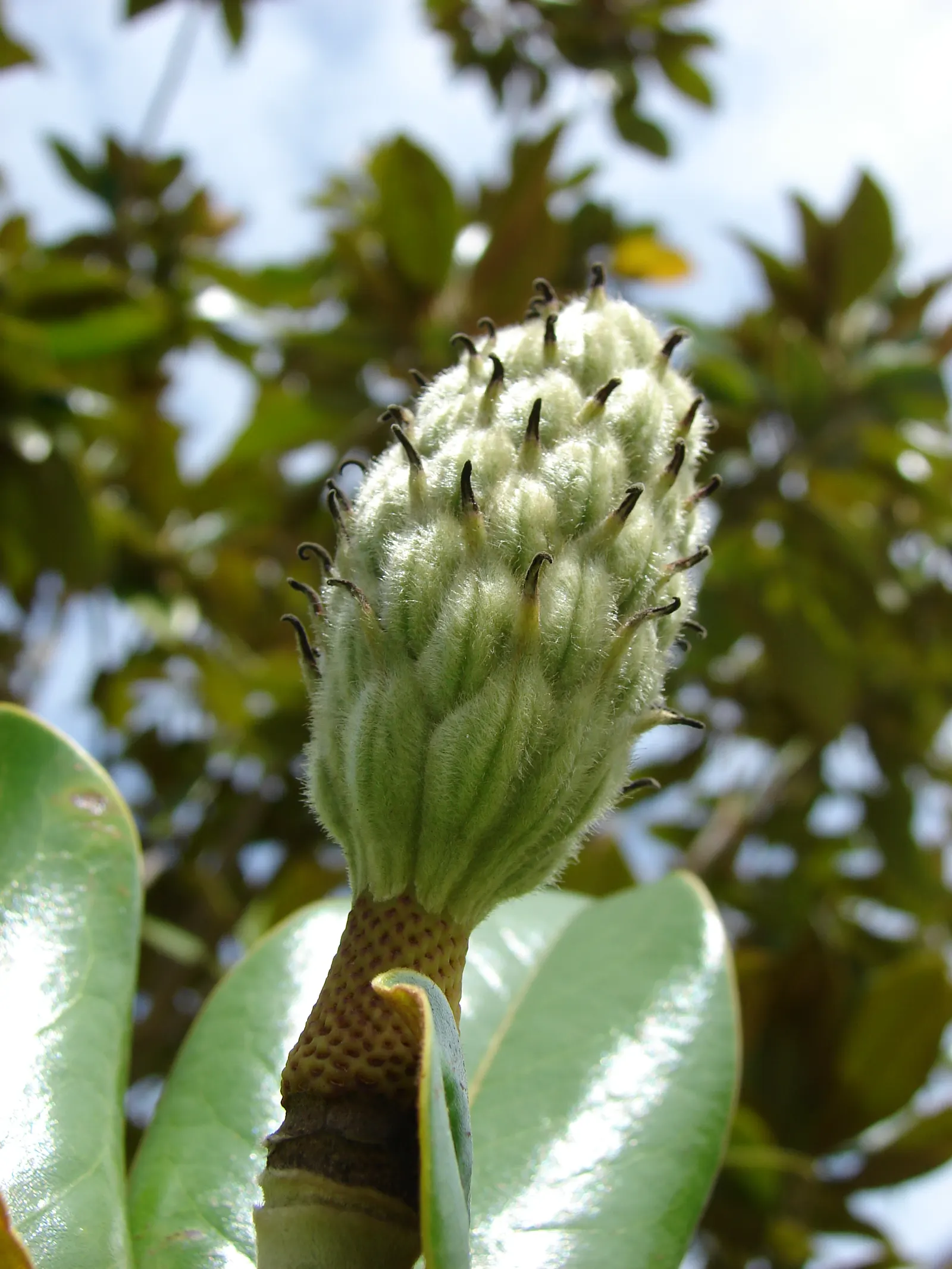 Southern Magnolia (Magnolia Grandiflora Espalier) — creamy white and fragrant blossoms; this plant prefers full sun to partial shade and flourishes, image 81