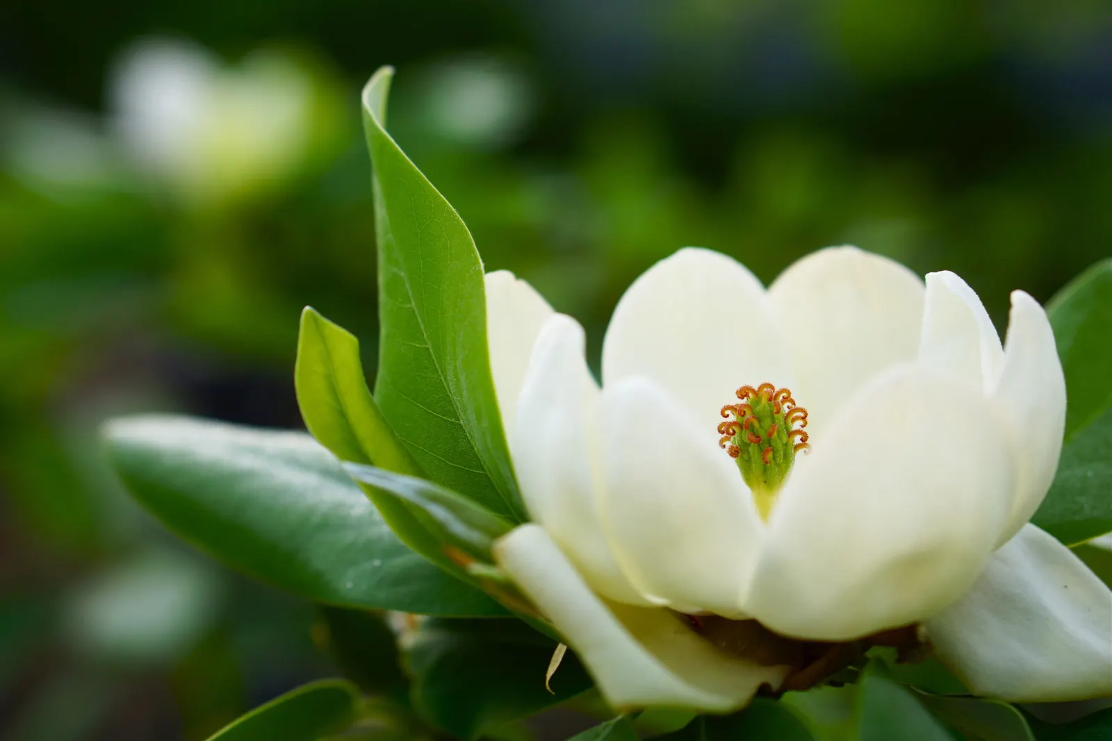 Southern Magnolia (Magnolia Grandiflora Espalier) — creamy white and fragrant blossoms; this plant prefers full sun to partial shade and flourishes in