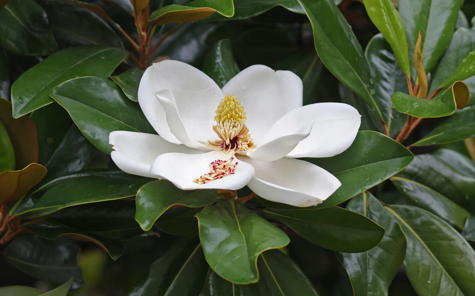 Southern Magnolia (Magnolia Grandiflora Espalier) — dark green leaves that provide a striking backdrop to its saucer-sized flowers; it thrives in, image 66