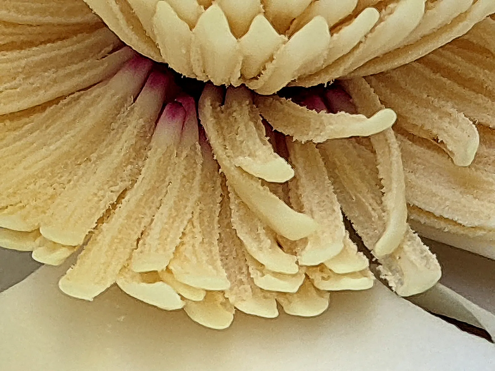 Southern Magnolia (Magnolia Grandiflora Espalier) — It thrives in zones 7-9 and prefers full sun to partial shade; tree with white blooms, image 98
