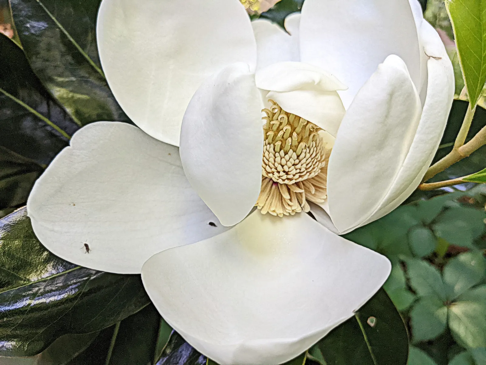 Southern Magnolia (Magnolia Grandiflora Espalier) — creamy white and fragrant blossoms; this plant prefers full sun to partial shade and flourishes, image 100