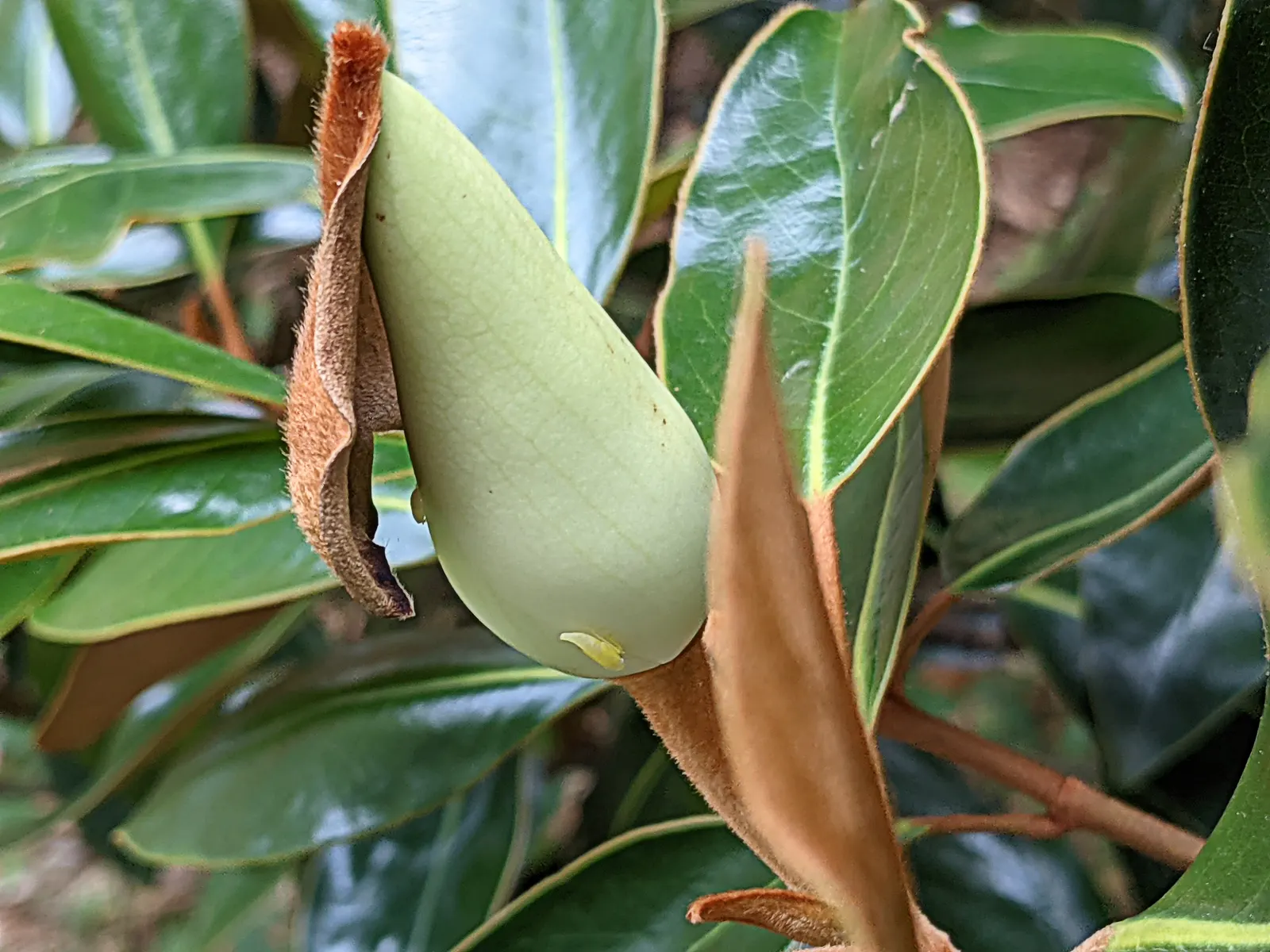 Southern Magnolia (Magnolia Grandiflora Espalier) — with a spread of 6 to 10 feet