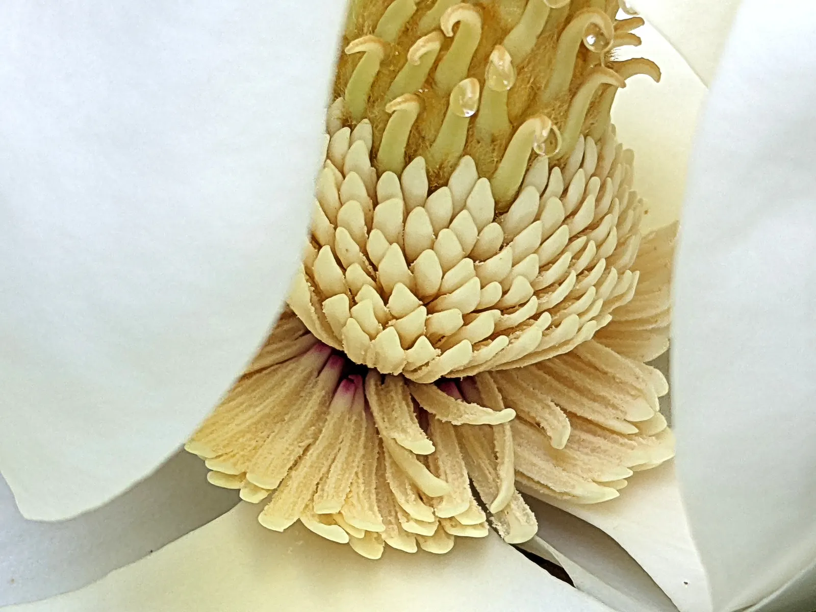 Southern Magnolia (Magnolia Grandiflora Espalier) — especially during the establishment phase and hot spells; hardy in USDA zones 7 through 10