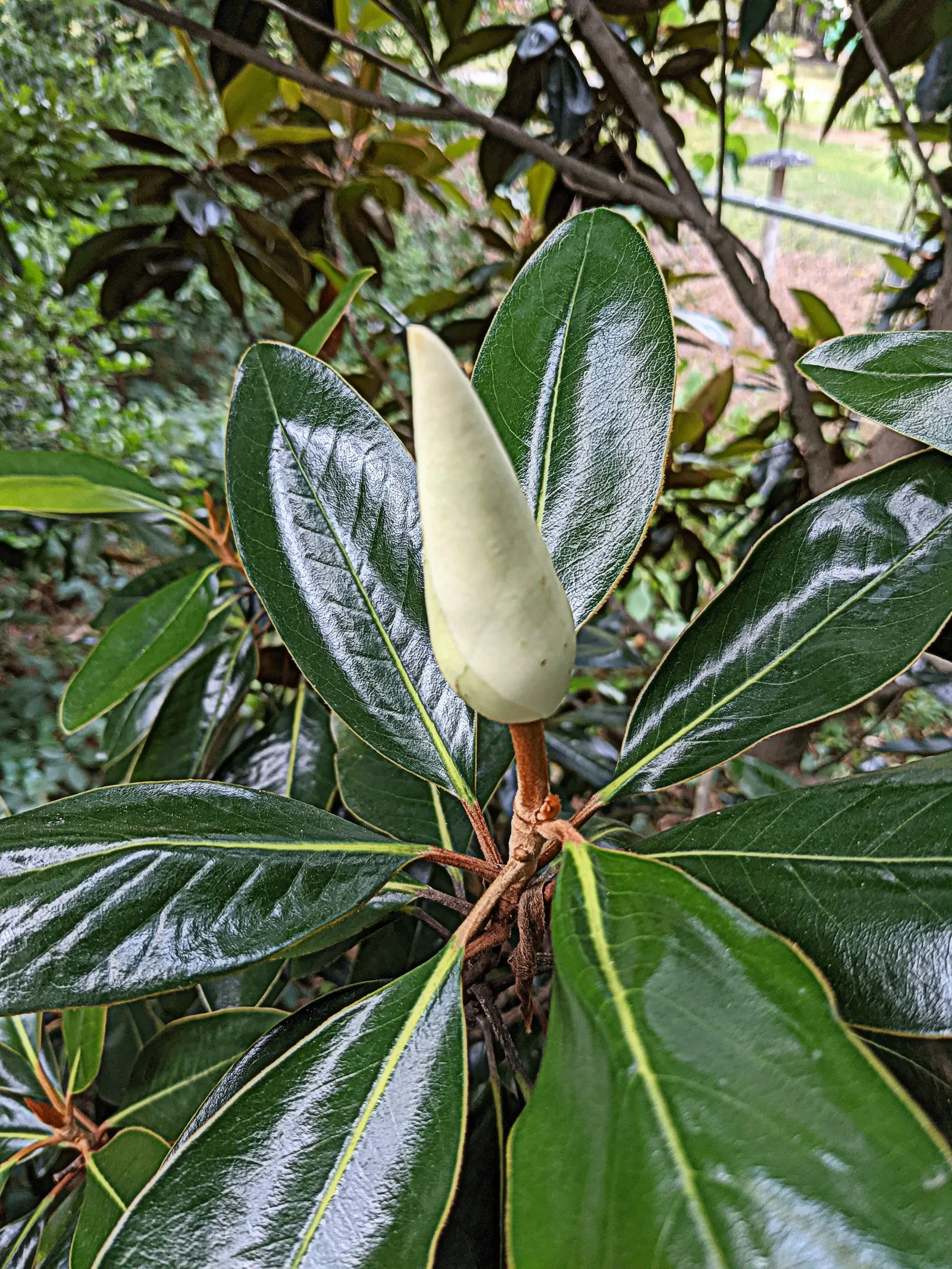 Southern Magnolia (Magnolia Grandiflora Espalier) — dark green leaves that provide a striking backdrop to its saucer-sized flowers