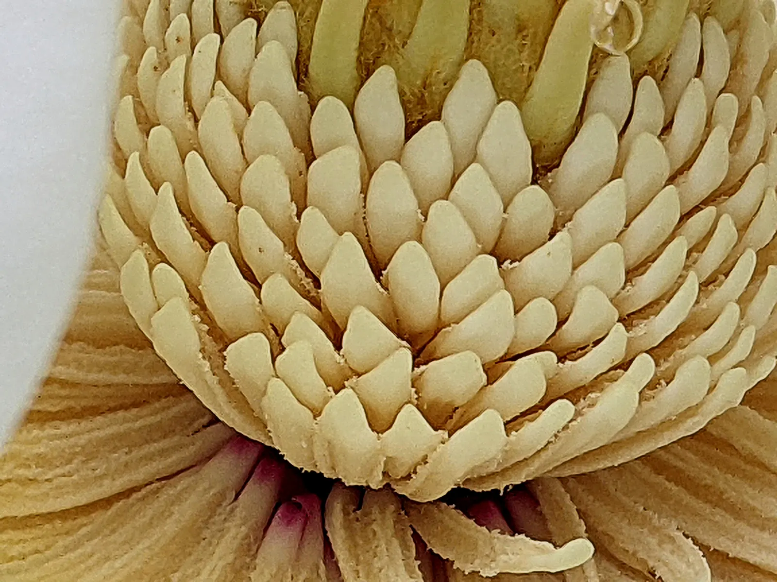 Southern Magnolia (Magnolia Grandiflora Espalier) — with each blossom lasting for about a week; white flowers in the garden, image 106