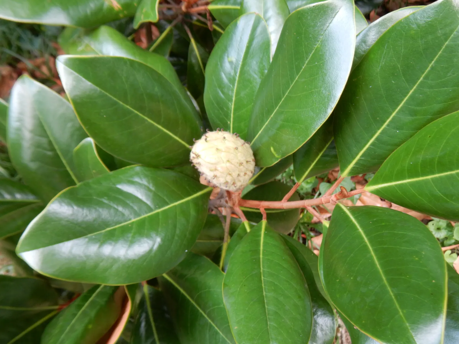 Southern Magnolia (Magnolia Grandiflora Espalier) — white flowers in the garden; as an espalier, it's trained to grow flat against a structure, image 55