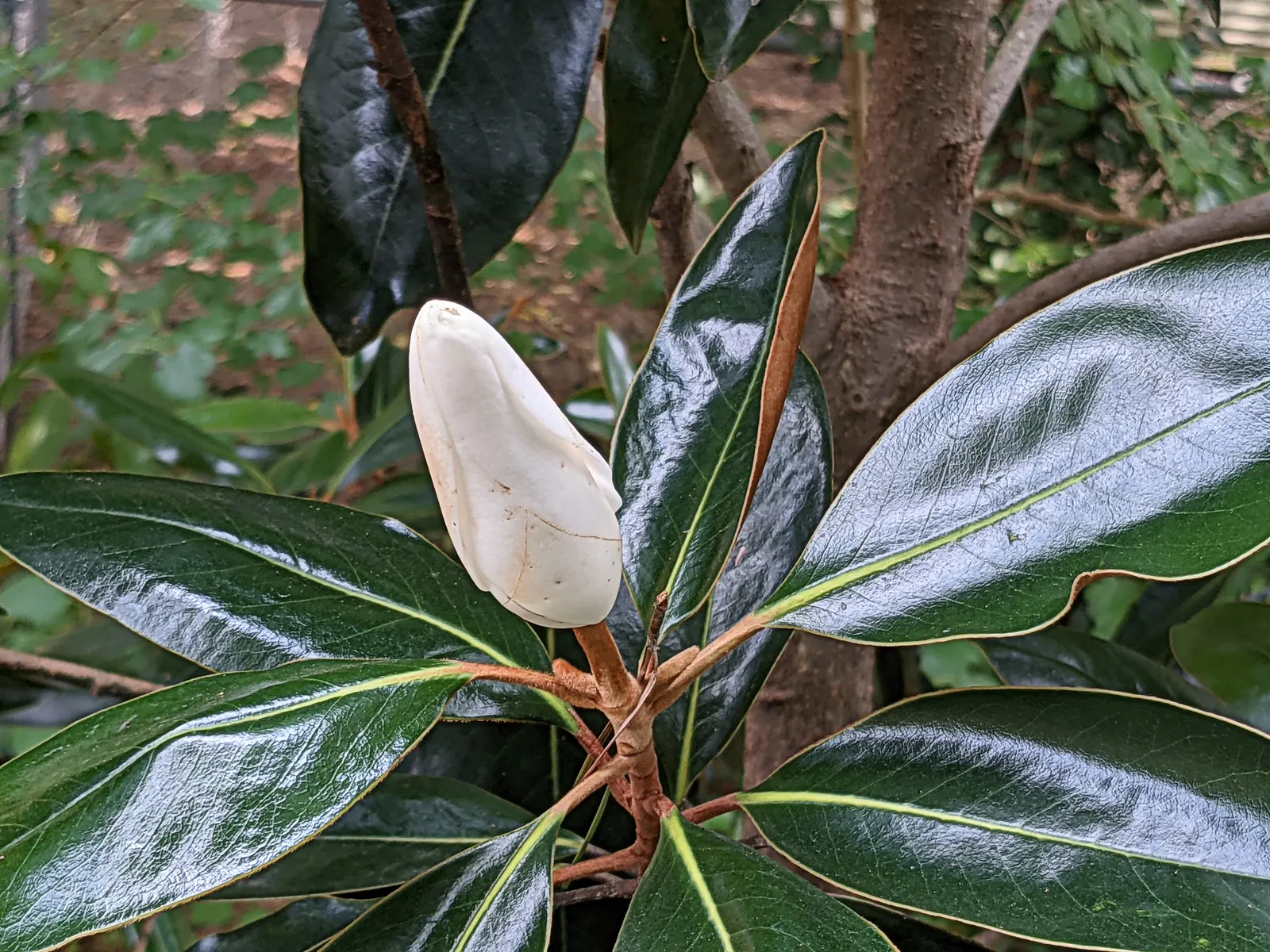 Southern Magnolia (Magnolia Grandiflora Espalier) — Ideal for creating a lush, vertical accent in limited spaces with well-draining, acidic soil; it is trained