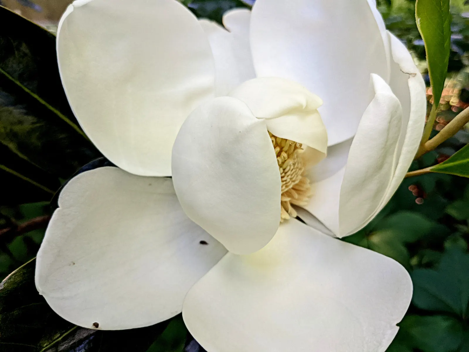 Southern Magnolia (Magnolia Grandiflora Espalier) — The flowers give off a heady, sweet scent and can be up to 12 inches in diameter; creamy white, image 107