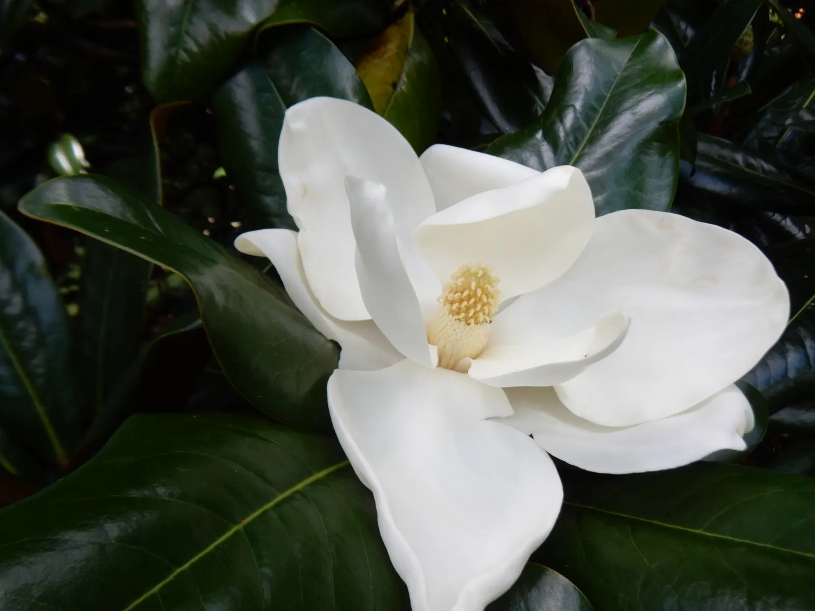 Southern Magnolia (Magnolia Grandiflora Espalier) — creamy white and fragrant blossoms; this plant prefers full sun to partial shade and flourishes, image 62