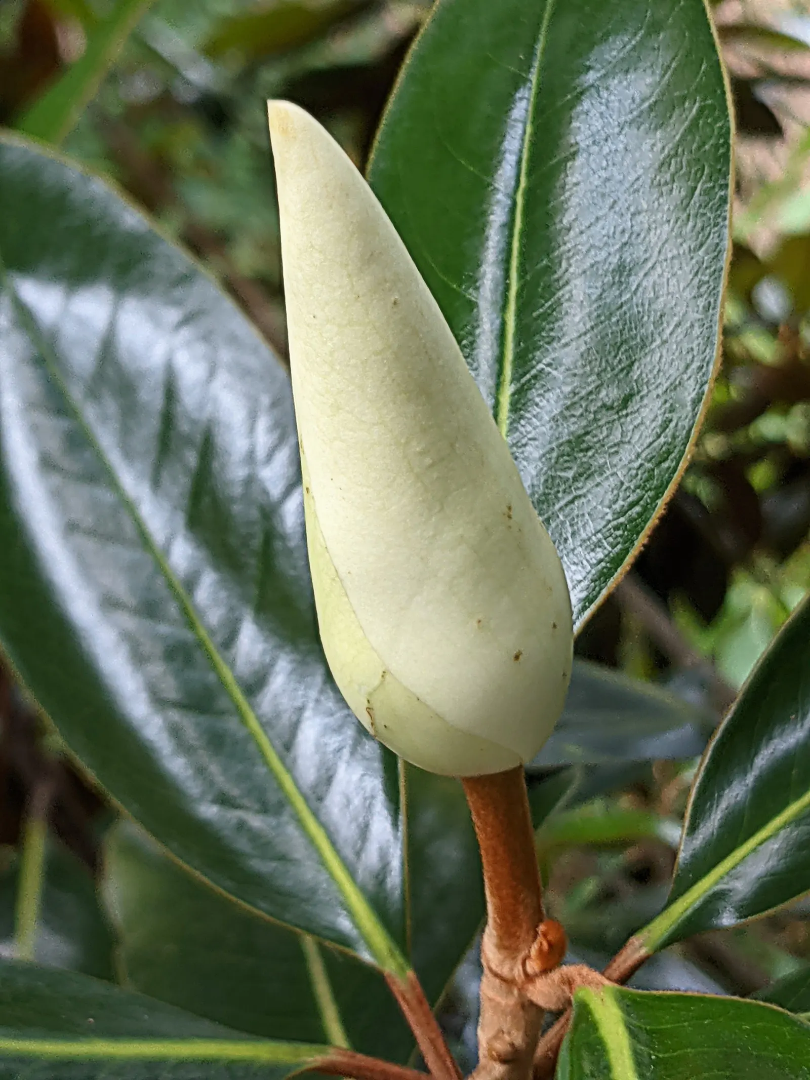 Southern Magnolia (Magnolia Grandiflora Espalier) — tree for full or half
