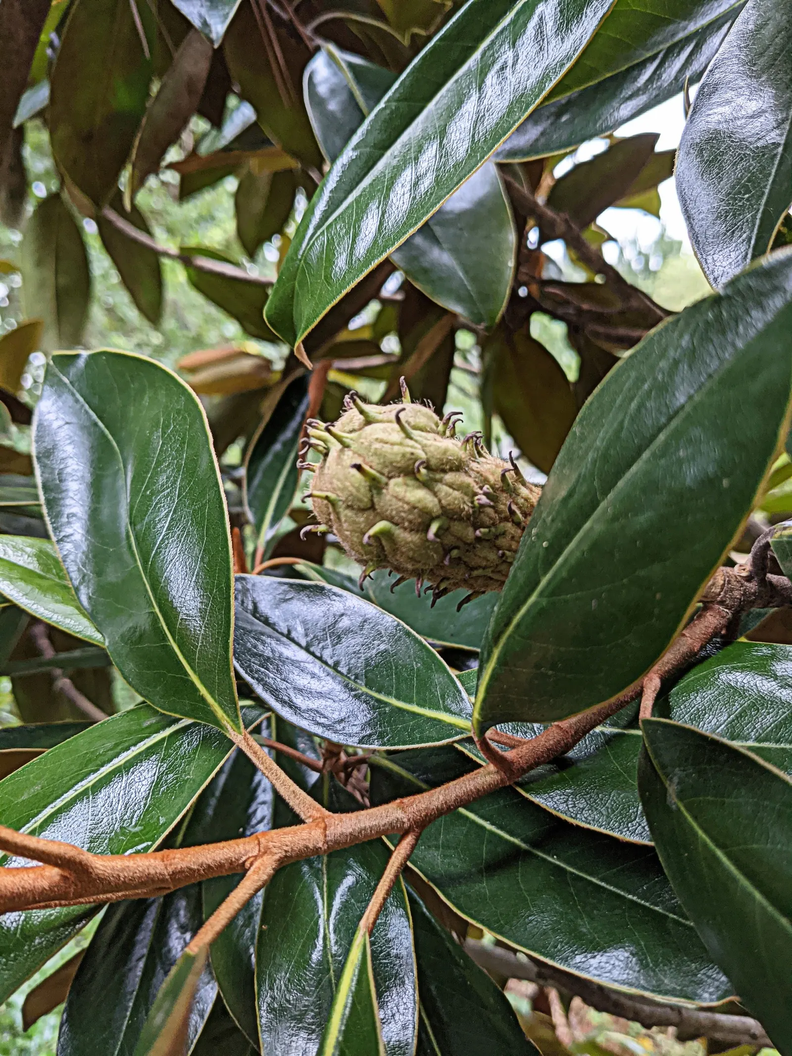 Southern Magnolia (Magnolia Grandiflora Espalier) — As an espalier, it's trained to grow flat against a structure, reaching up to 20 feet tall and, image 59