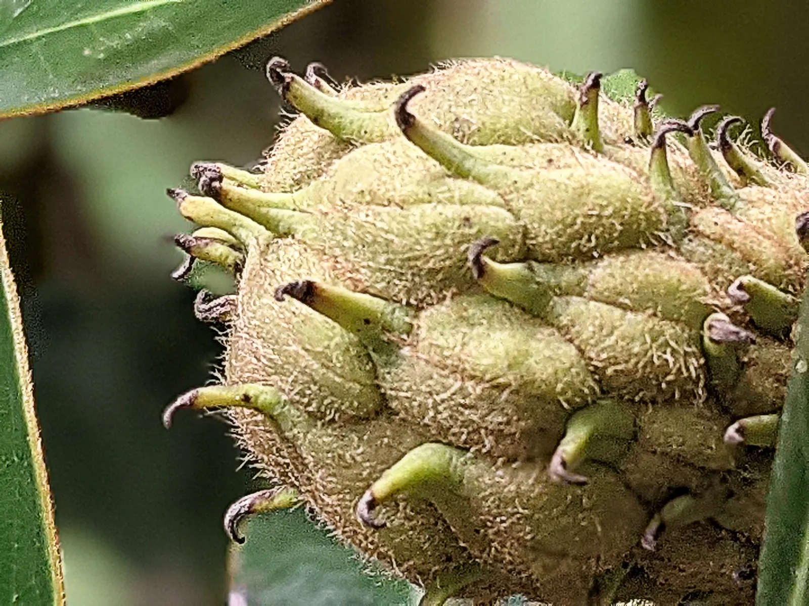 Southern Magnolia (Magnolia Grandiflora Espalier) — it is trained to grow in a flat