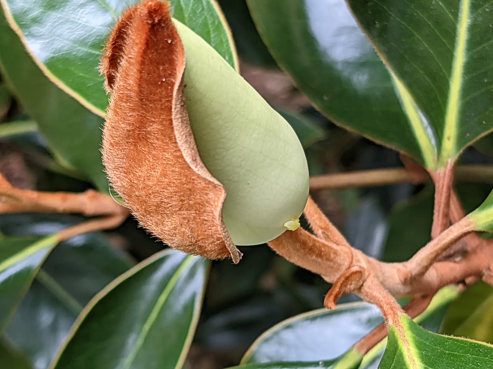 Southern Magnolia (Magnolia Grandiflora Espalier) — or Magnolia grandiflora 'Espalier'; ideal for creating a lush, vertical accent in limited spaces with