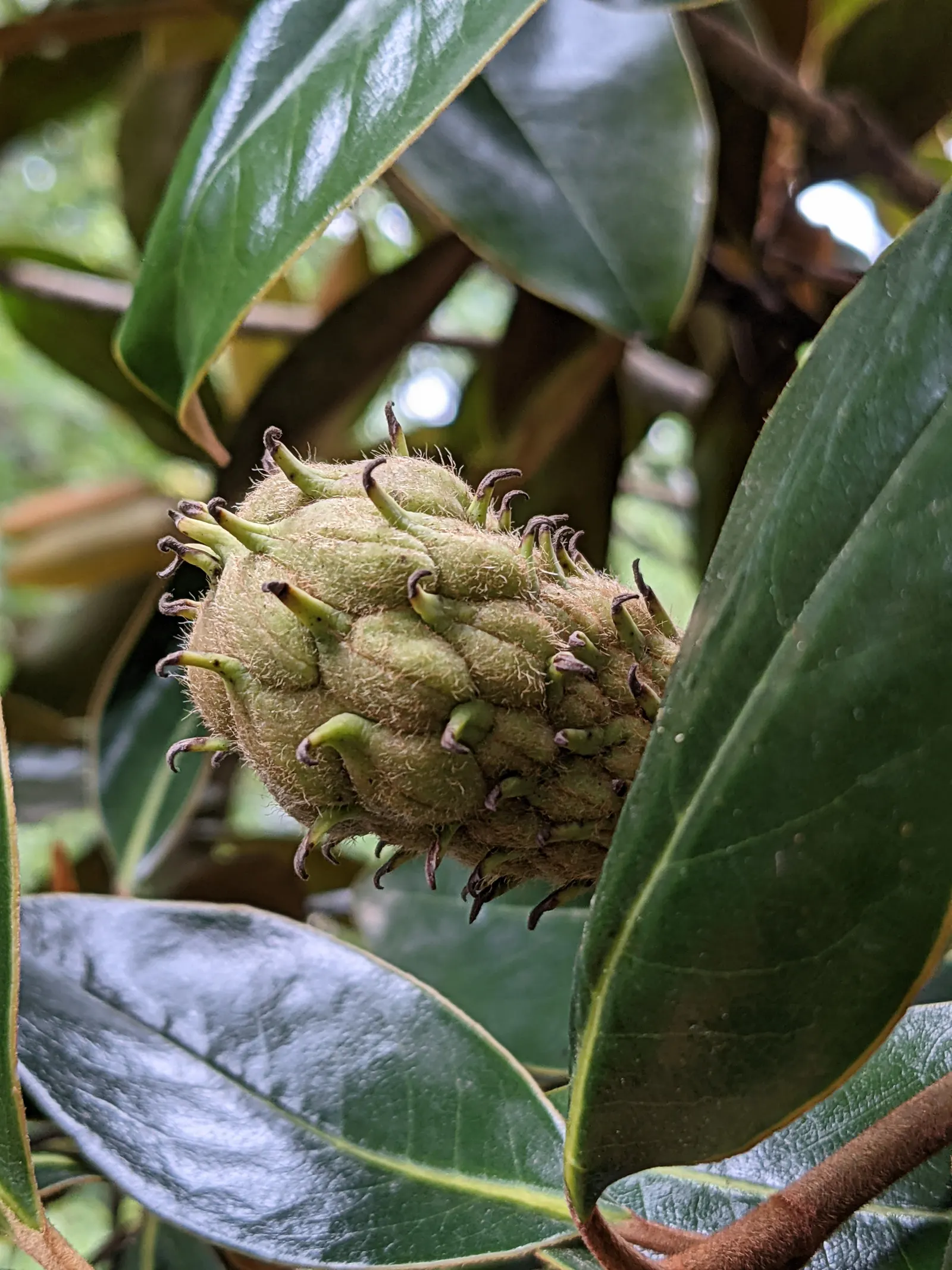 Southern Magnolia (Magnolia Grandiflora Espalier) — This plant prefers full sun to partial shade and flourishes in well-draining, acidic soil; the, image 51