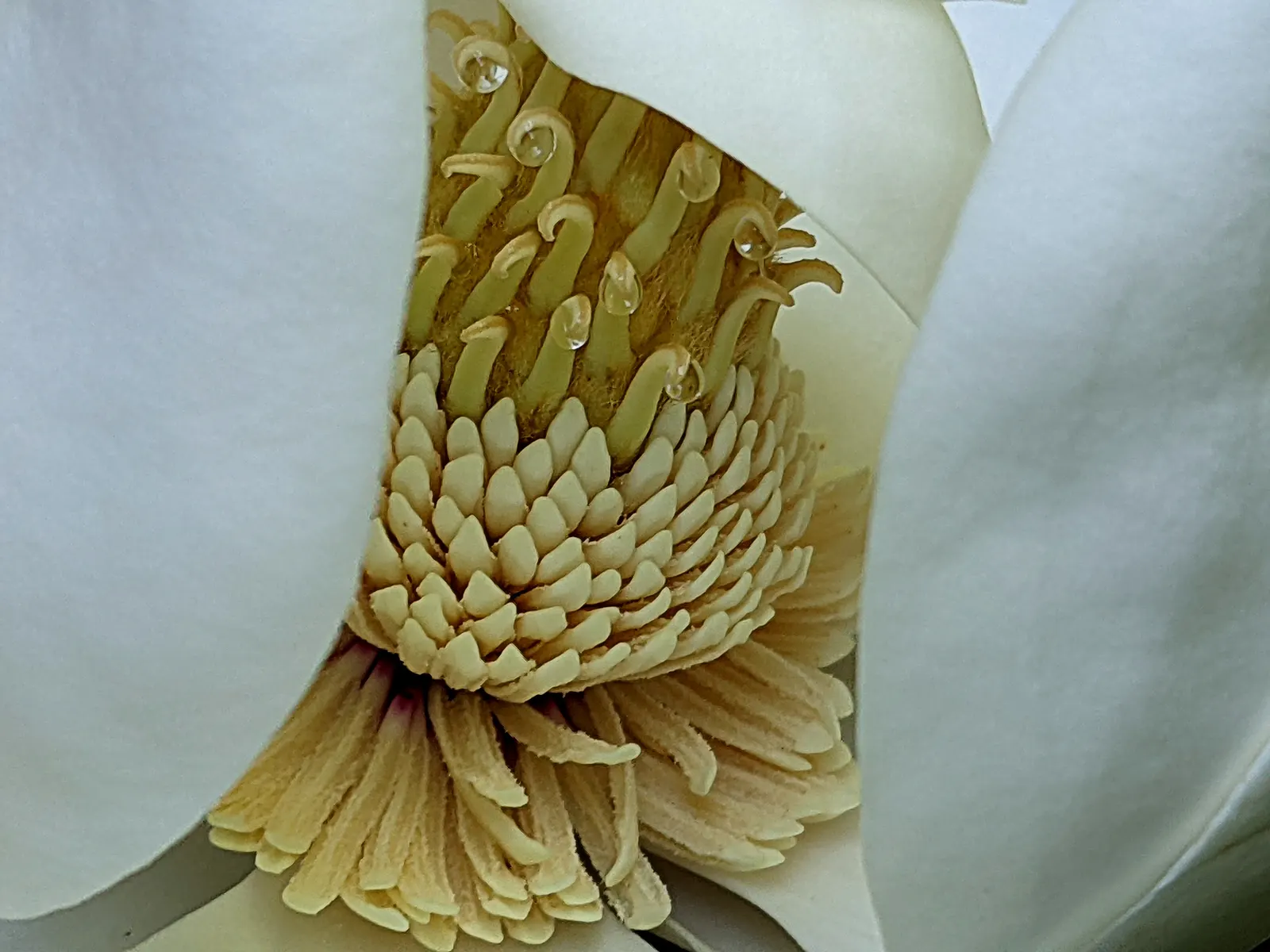Southern Magnolia (Magnolia Grandiflora Espalier) — it requires regular watering; with a spread of 6 to 10 feet, image 72