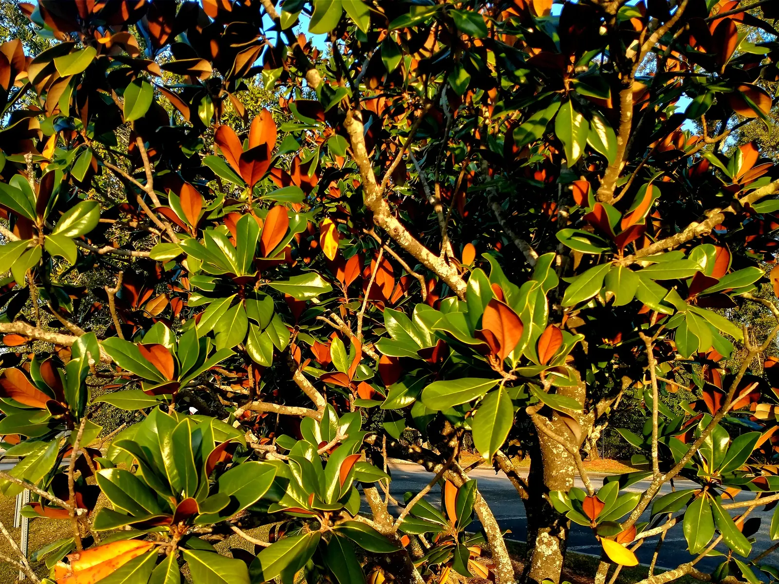 Southern Magnolia (Magnolia Grandiflora Espalier) — This plant prefers full sun to partial shade and flourishes in well-draining, acidic soil; the, image 70