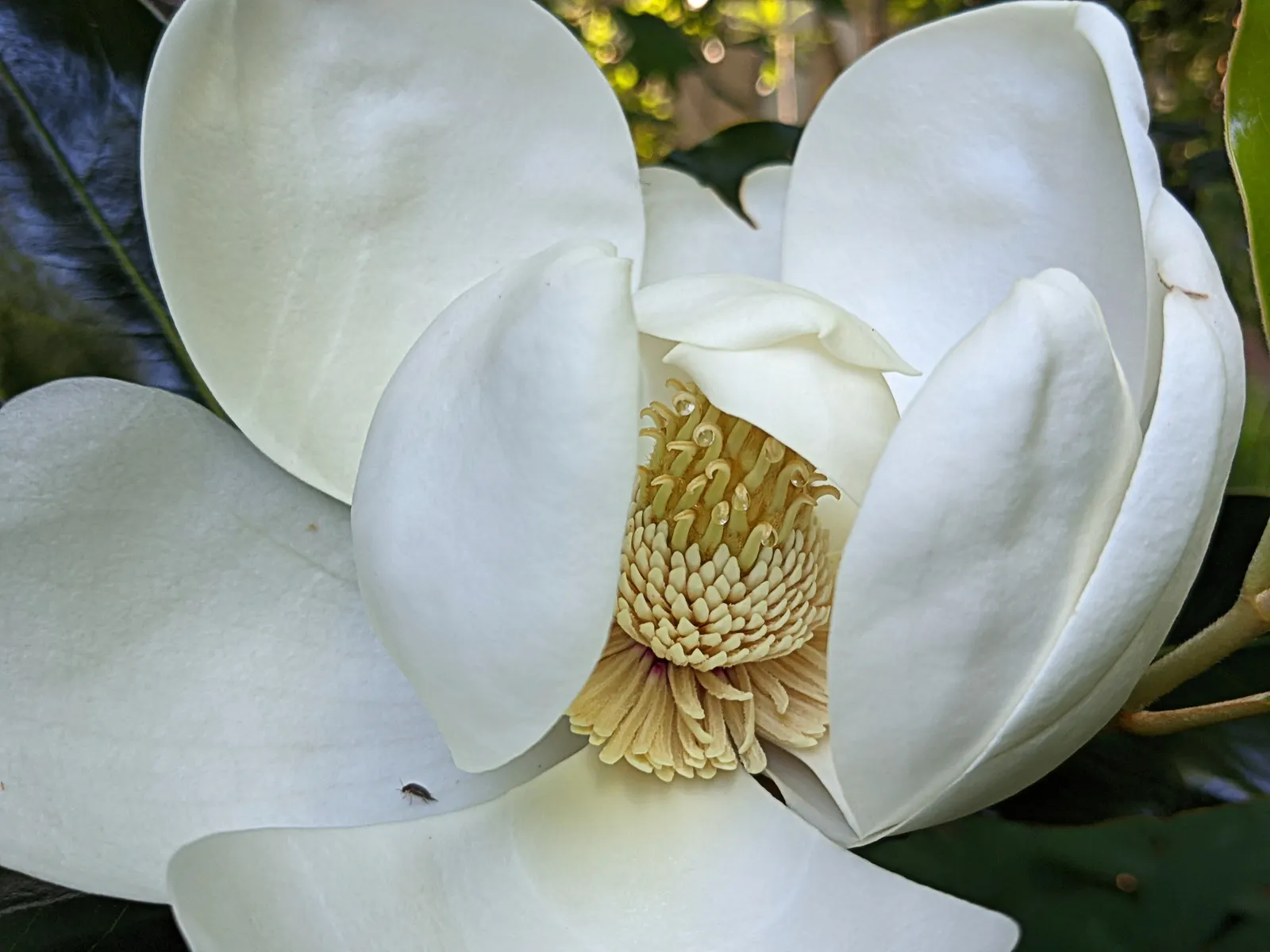 Southern Magnolia (Magnolia Grandiflora Espalier) — or Magnolia grandiflora 'Espalier'; ideal for creating a lush, vertical accent in limited, image 77