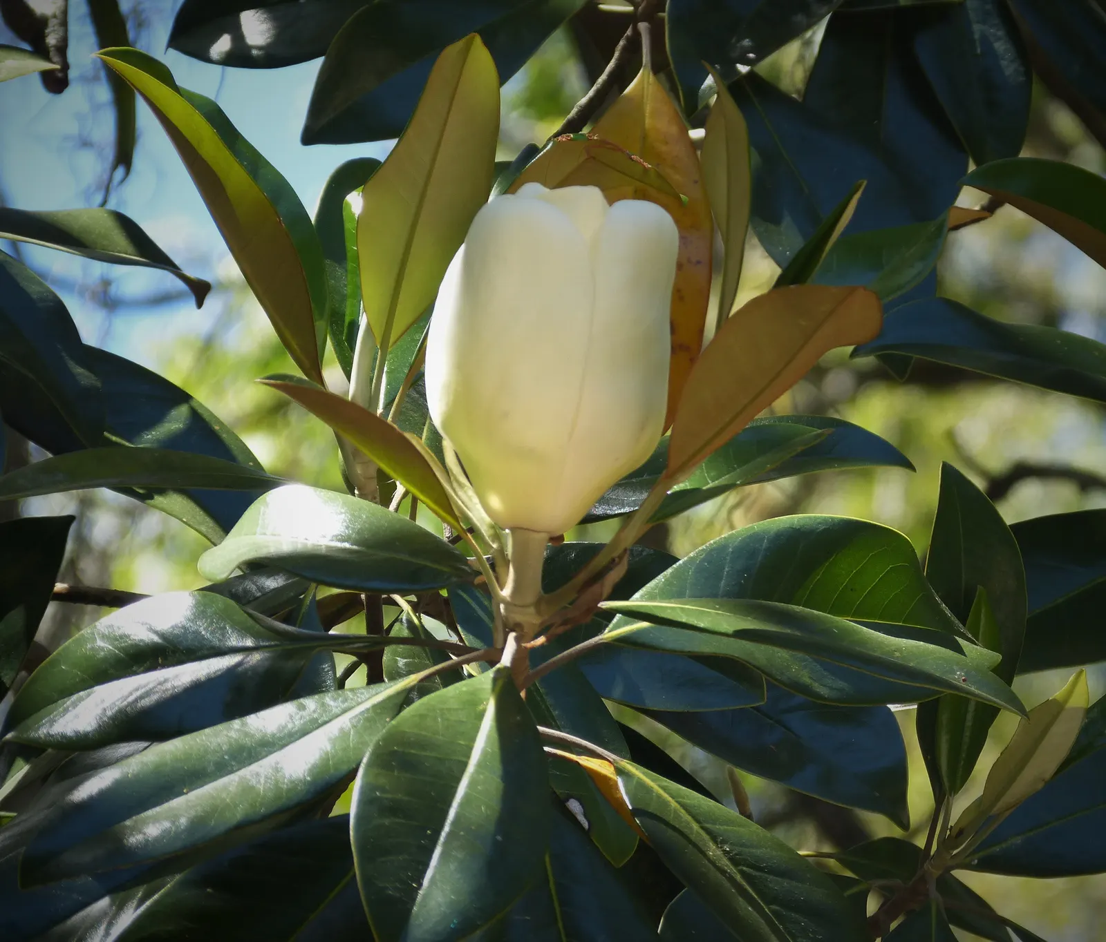 Southern Magnolia (Magnolia Grandiflora Espalier) — this architectural plant features glossy; it requires regular watering, image 84