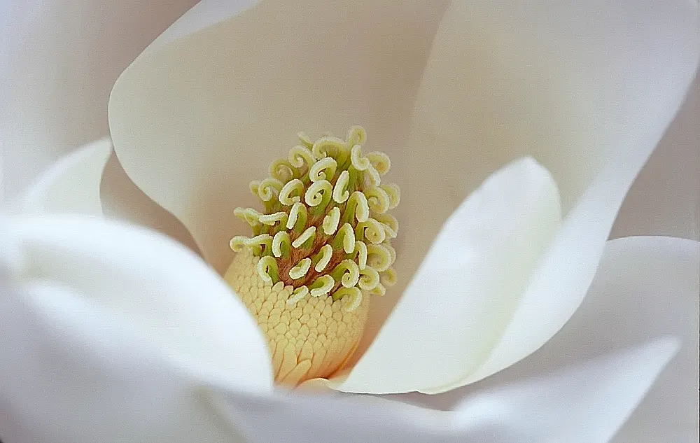 Southern Magnolia (Magnolia Grandiflora Espalier) — which can grow up to 8 inches long, image 48