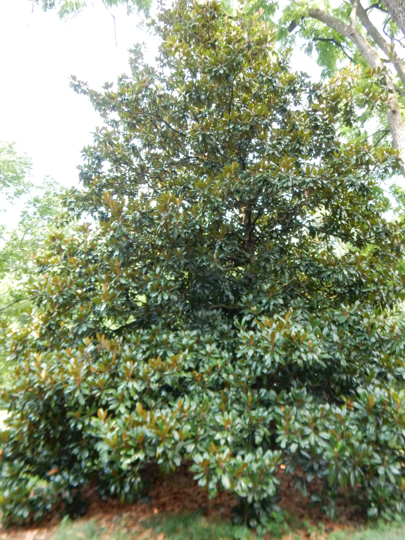 Southern Magnolia (Magnolia Grandiflora Espalier) — with a spread of 6 to 10 feet; this architectural plant features glossy, image 64