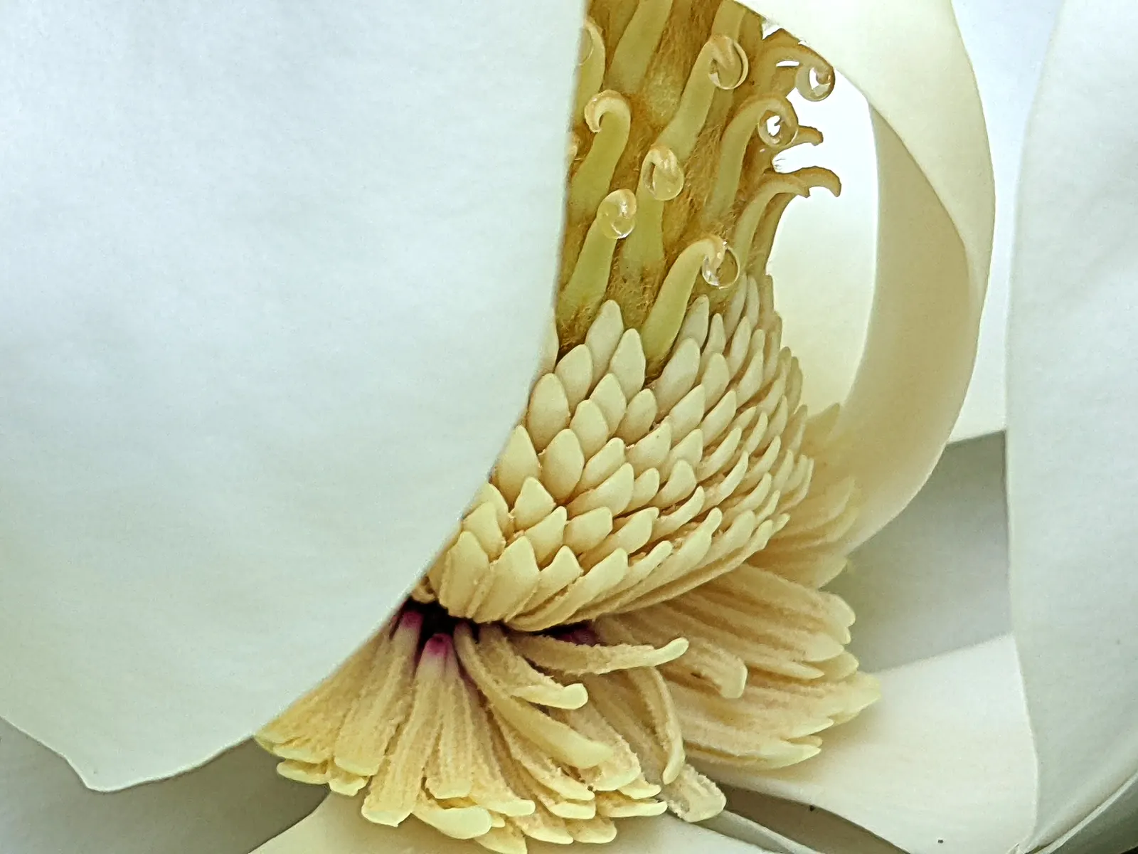 Southern Magnolia (Magnolia Grandiflora Espalier) — The flowers give off a heady, sweet scent and can be up to 12 inches in diameter; creamy white, image 88